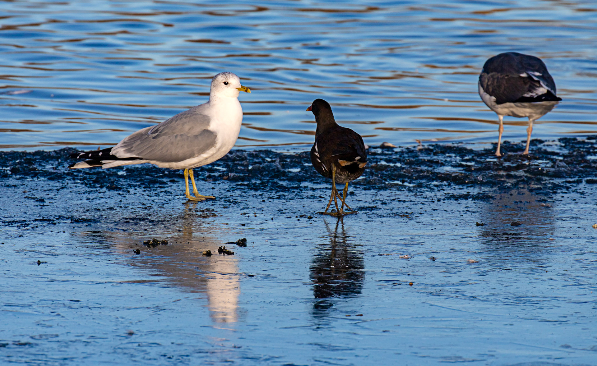 Common Gulls and Moorhen at Hogganfield Loch 10 January 2025