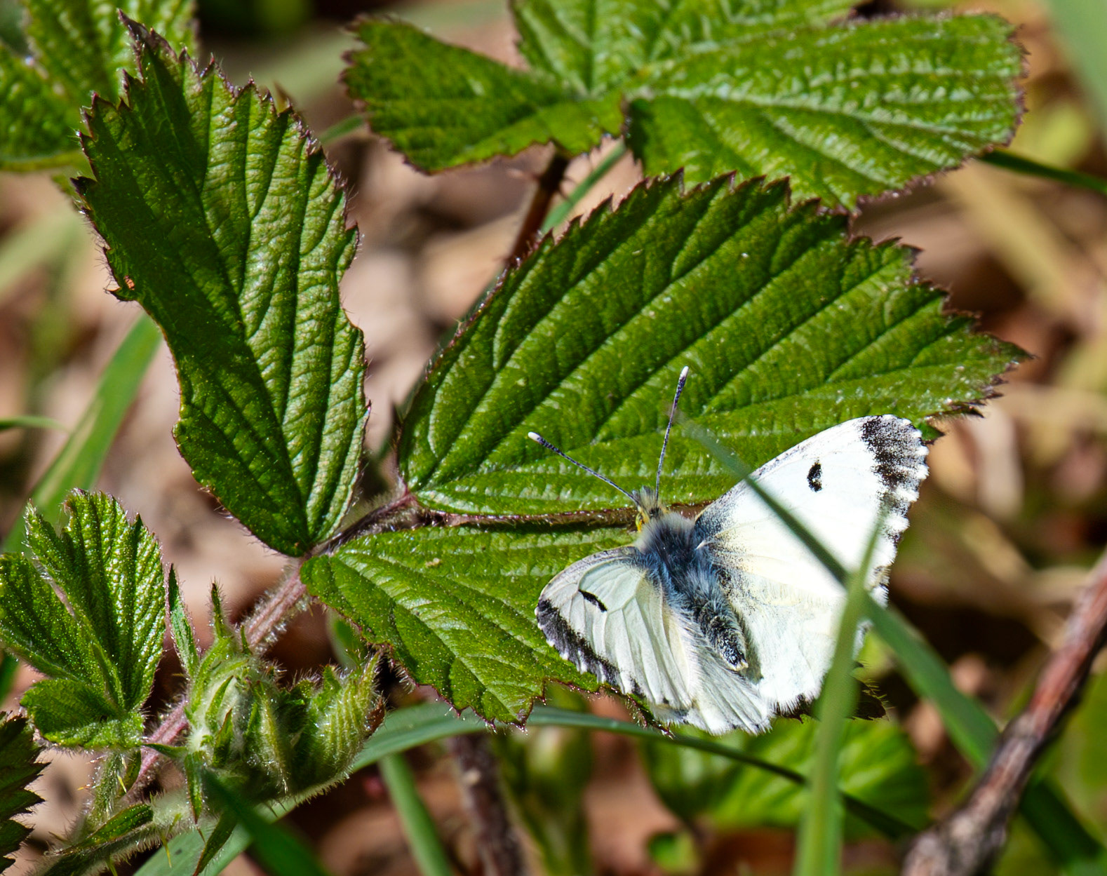 Female Orange Tipped Butterfly at Mannerstons 01 May 2025