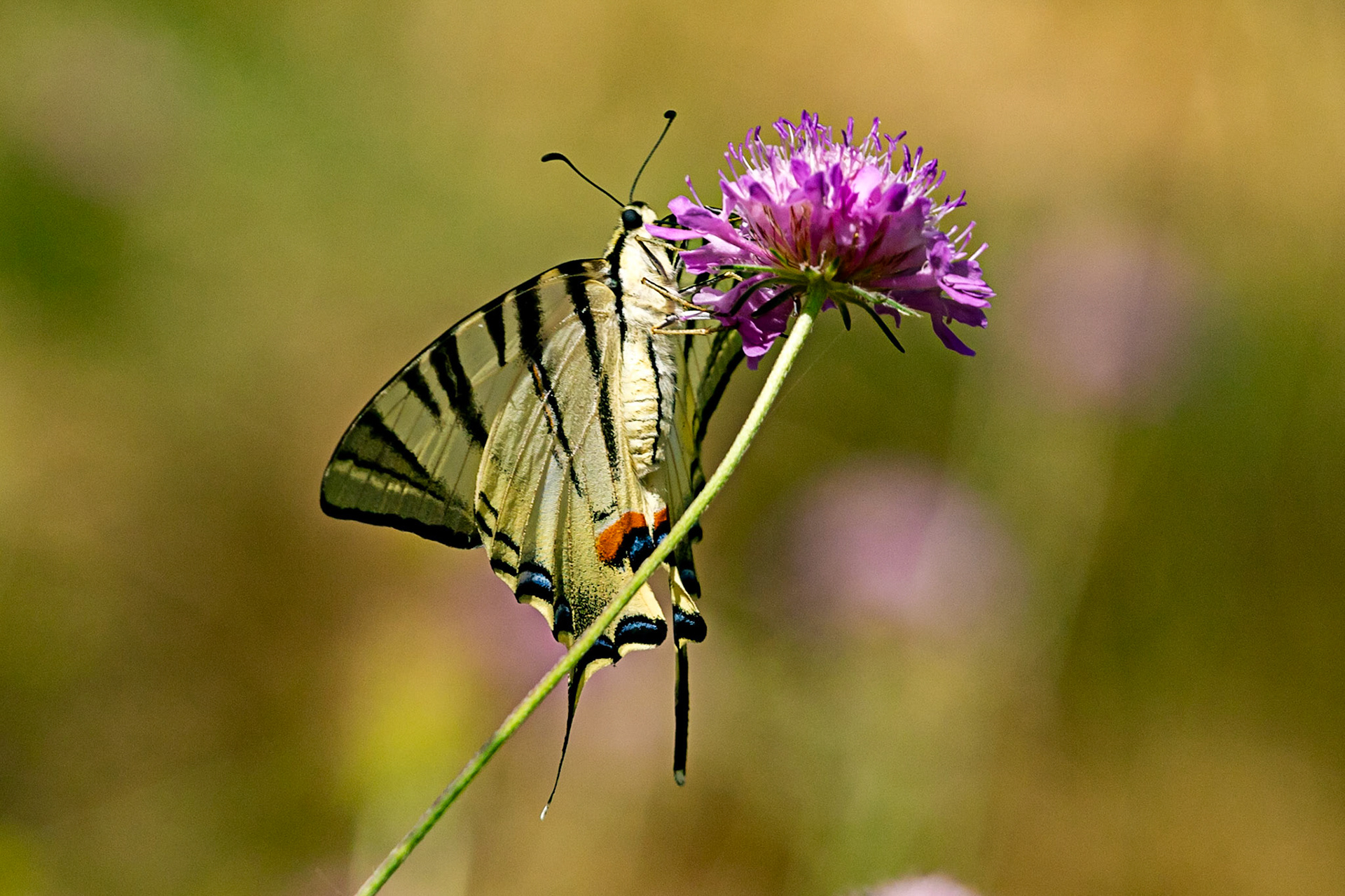 Monteriggioni 22 June 2024