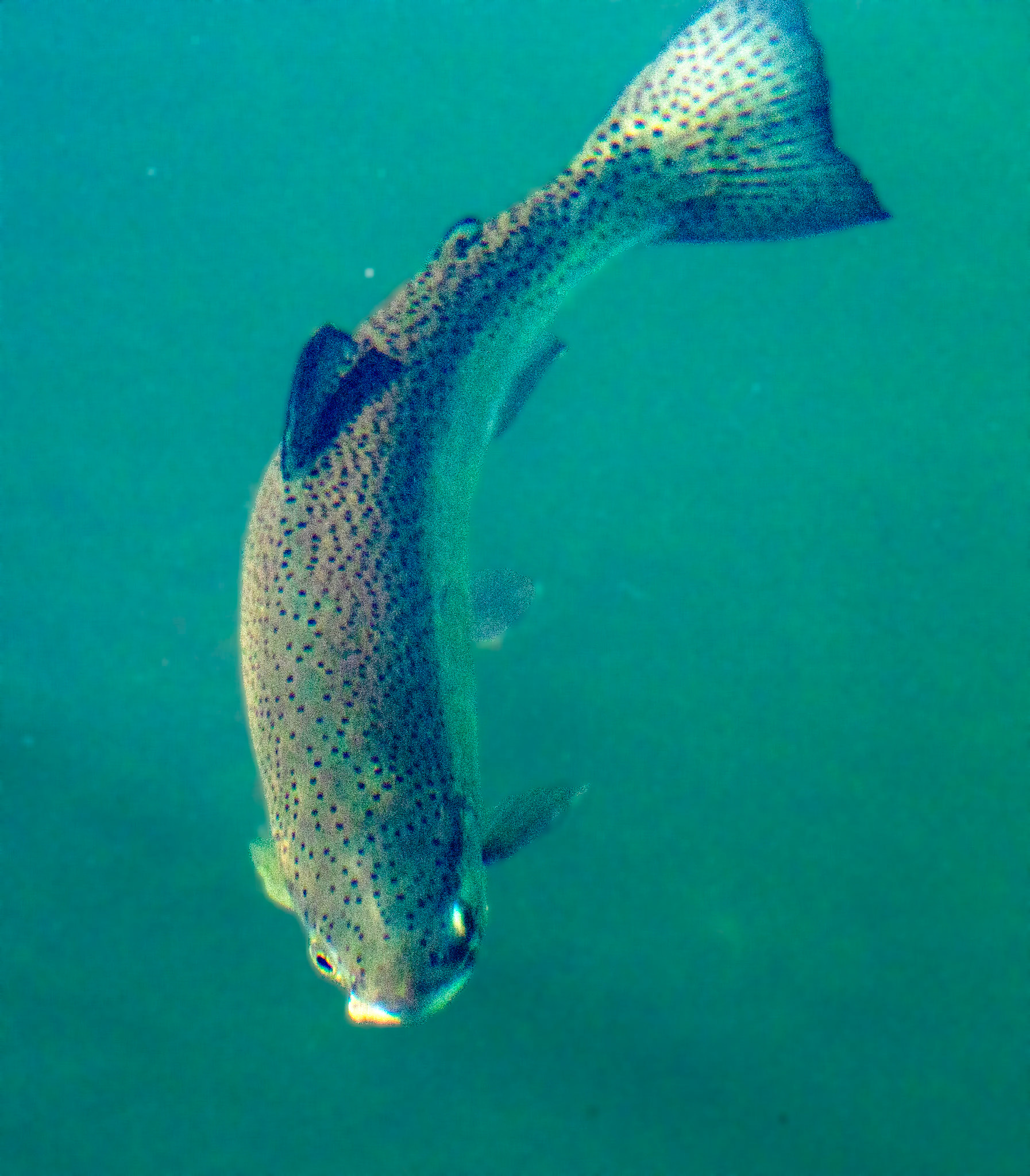 Kinross Fishery 11 May 2024