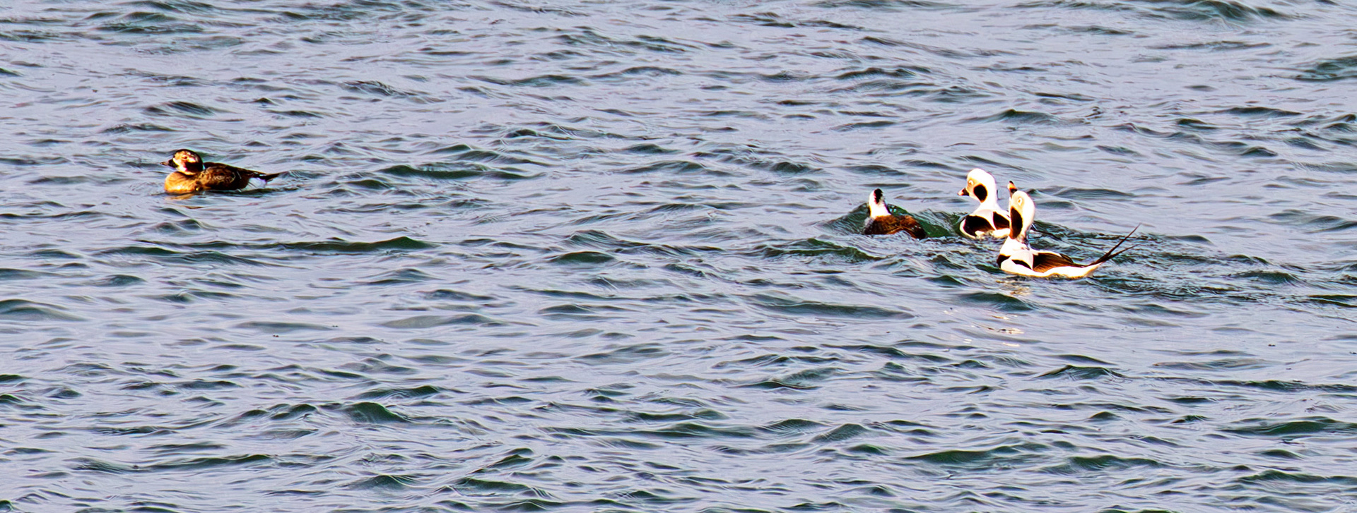 Long-Tailed Ducks at Portessie 05 March 2026