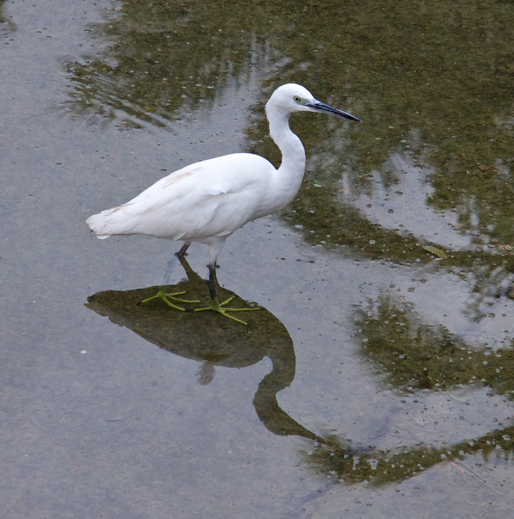 PalmaPlease see my other Photographs at: http://www.jamespdeans.co.uk/