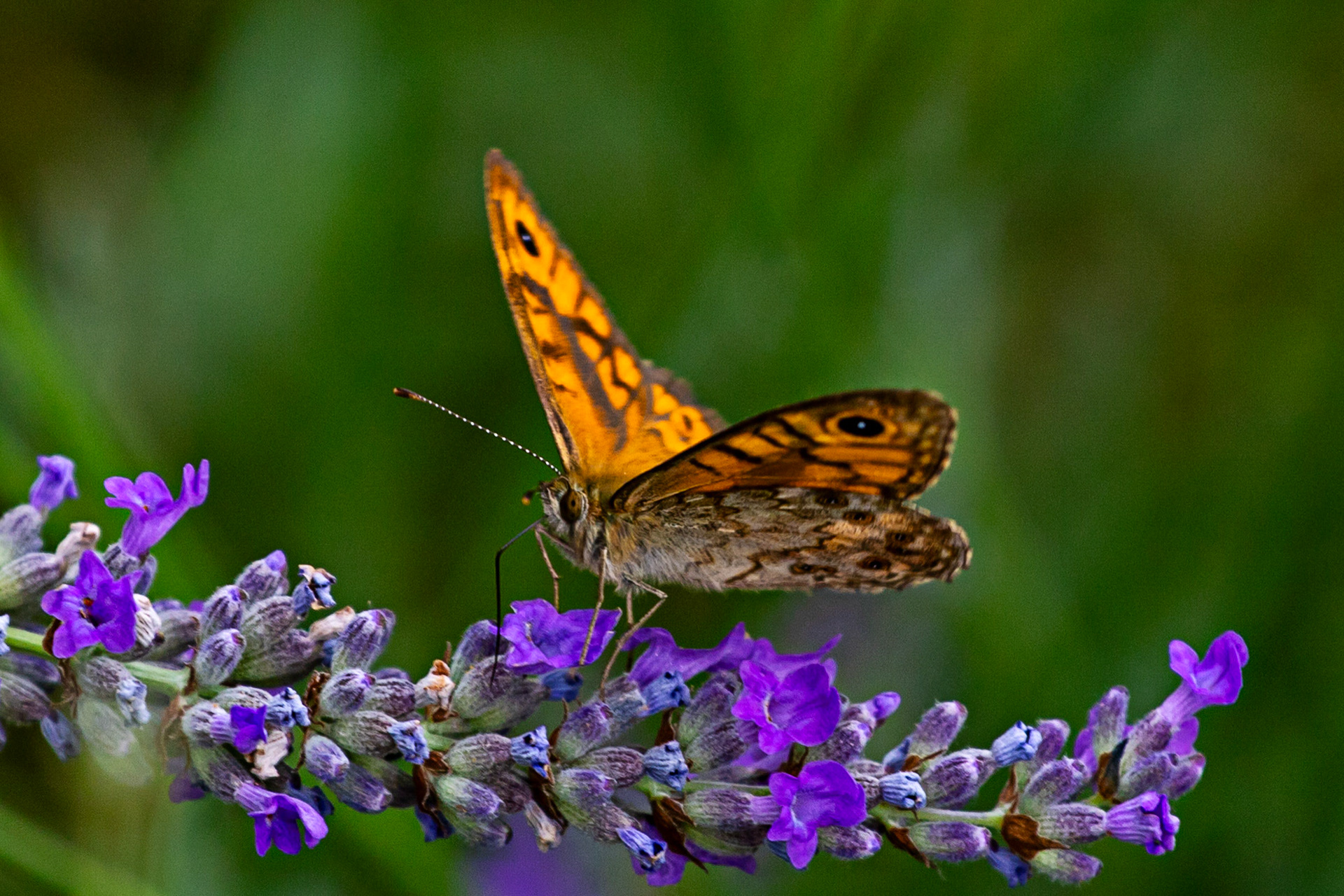 Butterflies in the Medici Fort - Siena 21 June 2024