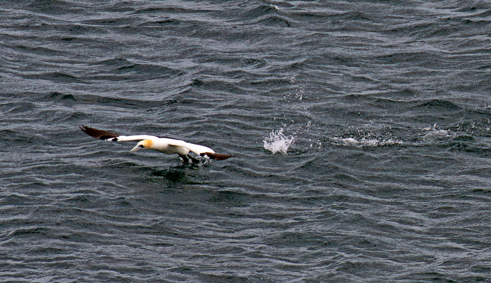 Northern Gannet getting airborne after dive - Tantallon Castle 04 July 2026