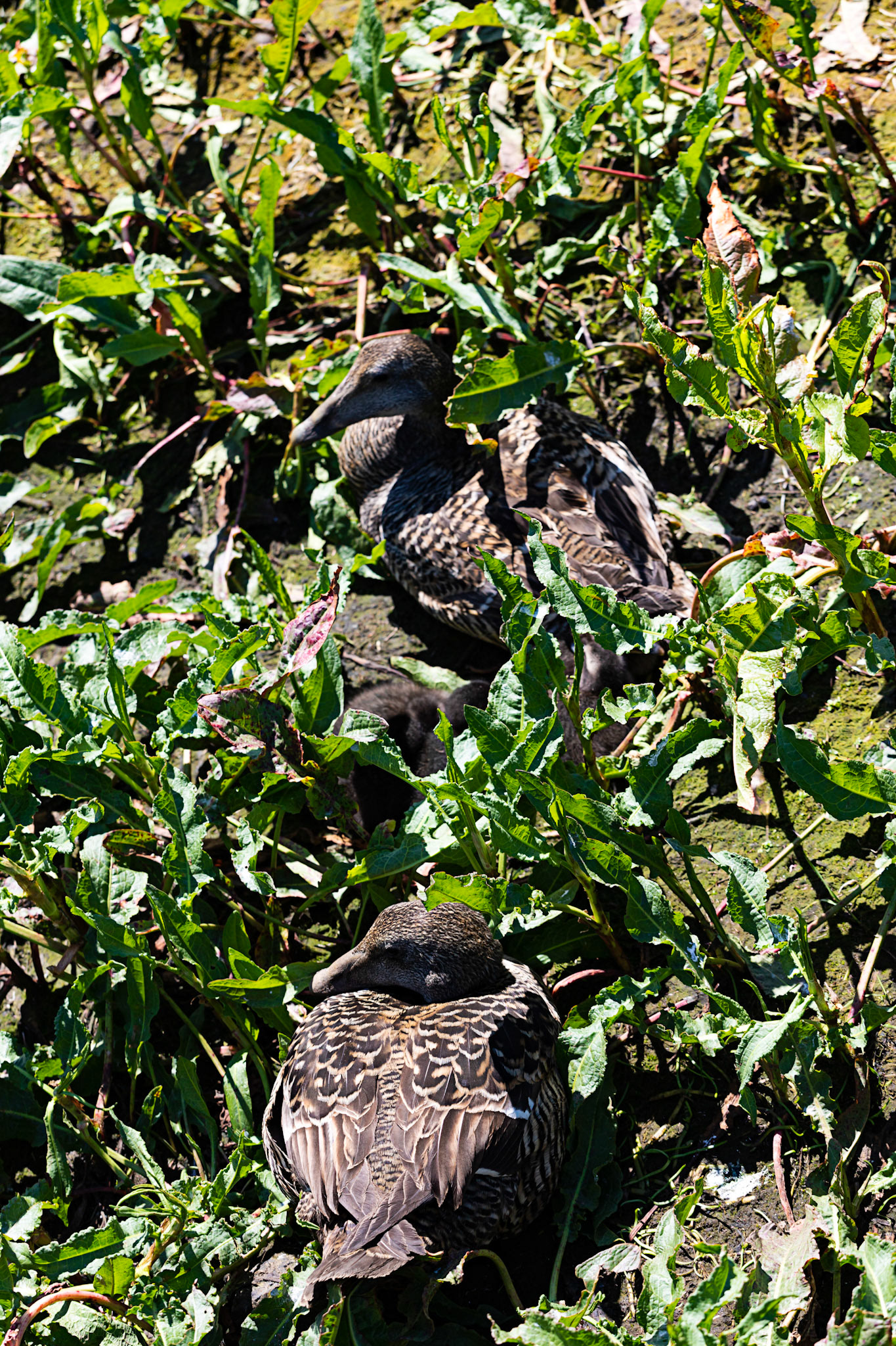 Isle of May - 04 June 2022