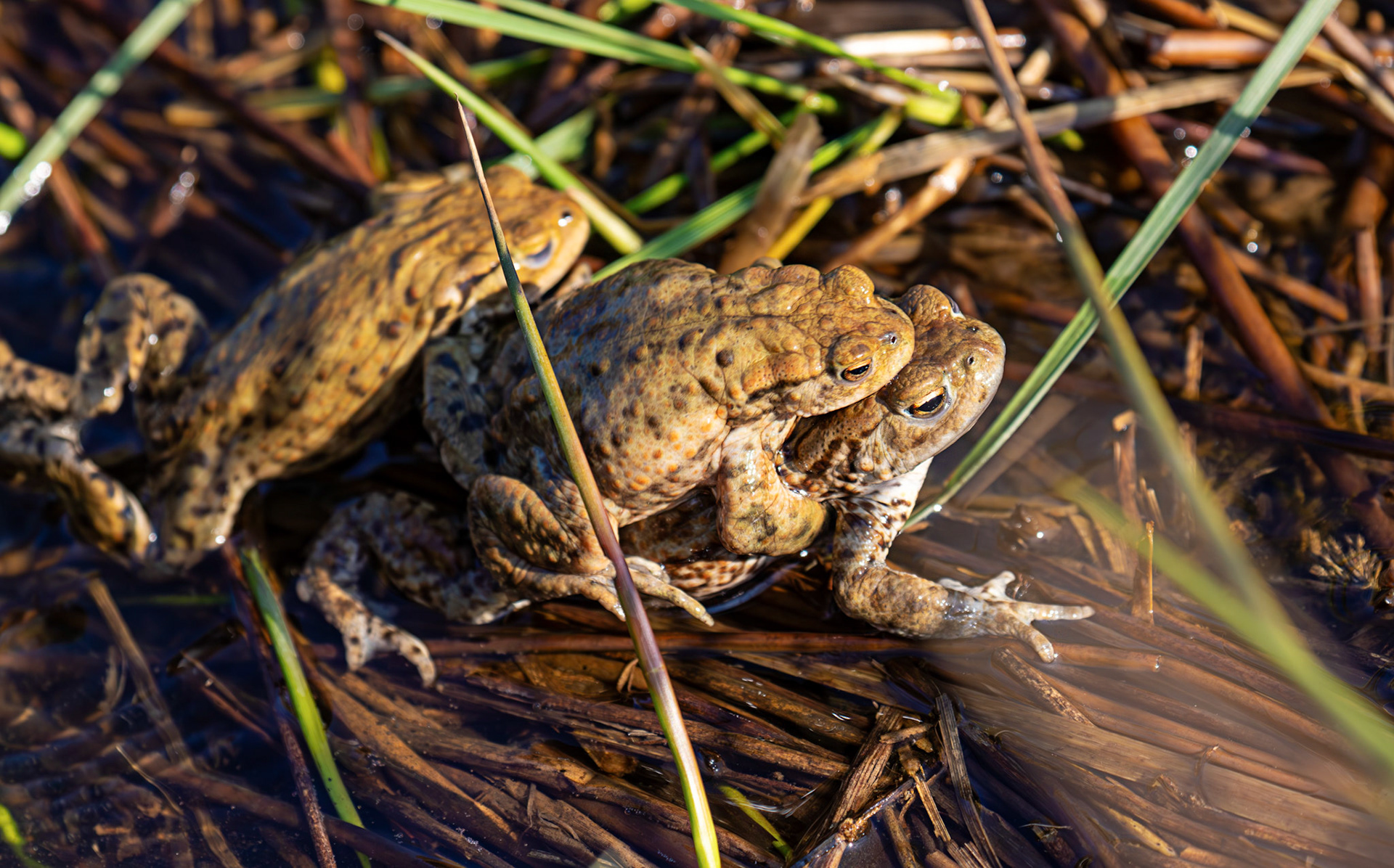 Common Toads mating at Black Devon Wetlands 20 March 2026