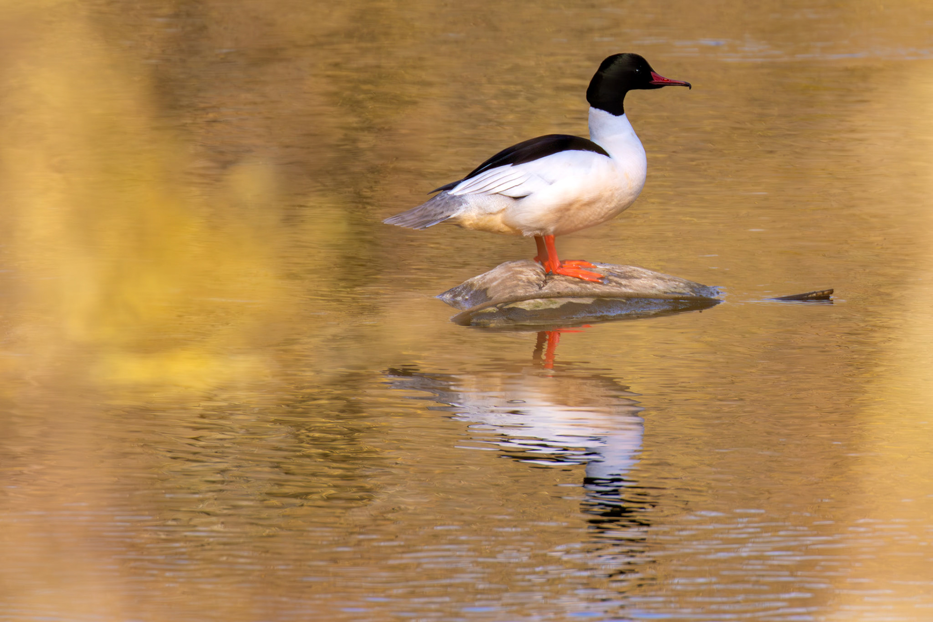 Goosander on River Almond in Almondell 18 March 2025
