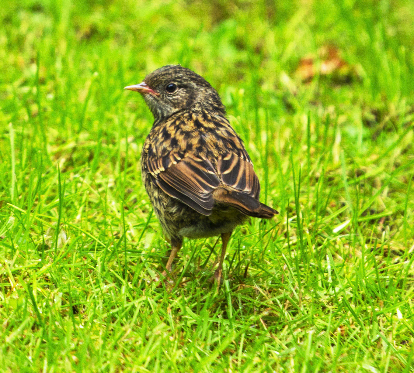 DunnockPlease see my other Photographs at: http://www.jamespdeans.co.uk/