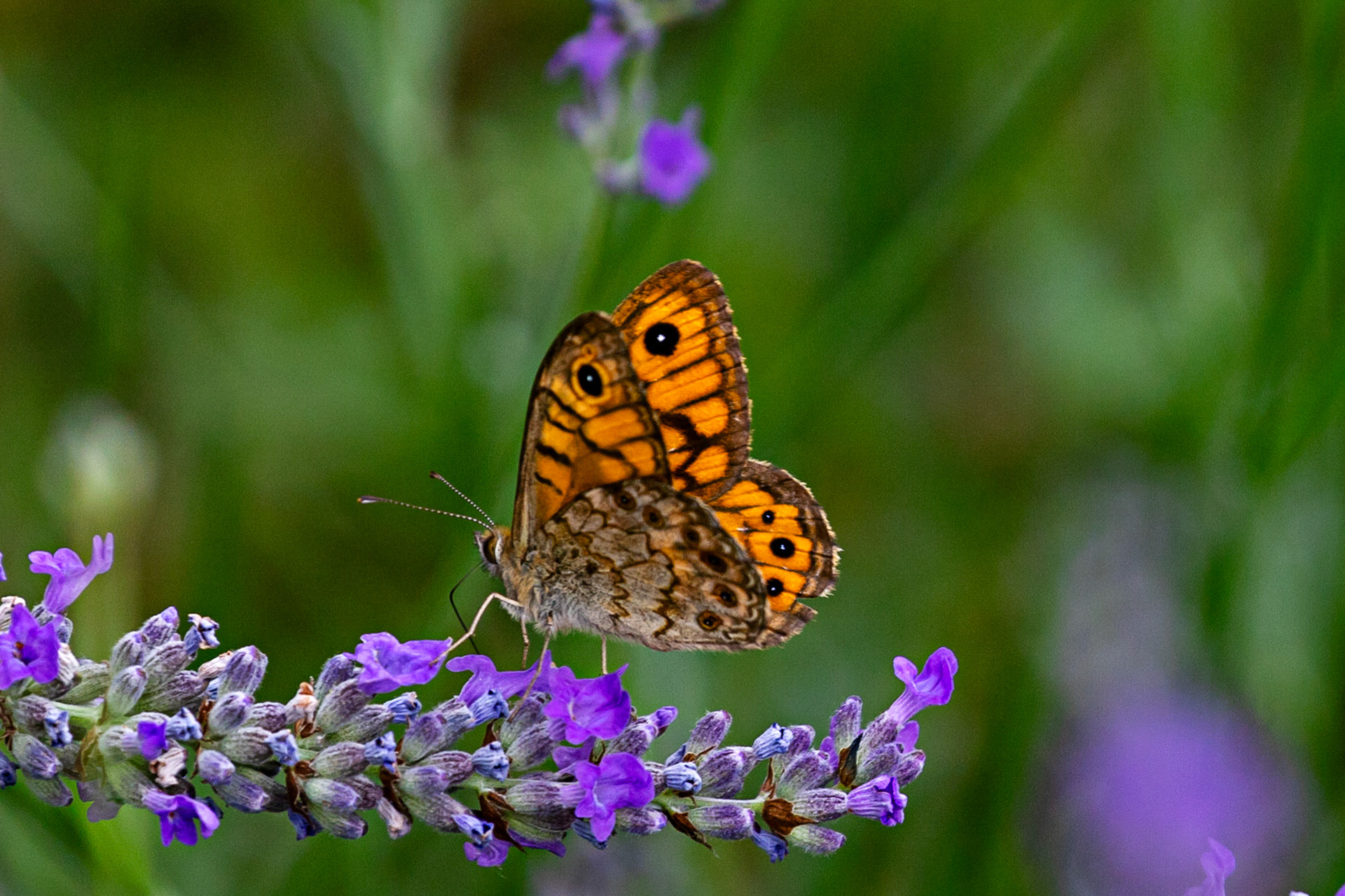 Butterflies in the Medici Fort - Siena 21 June 2024