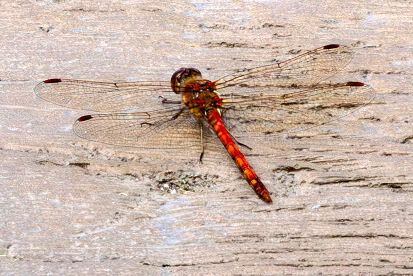 RSPB Loch Lomond 03 August 2024
