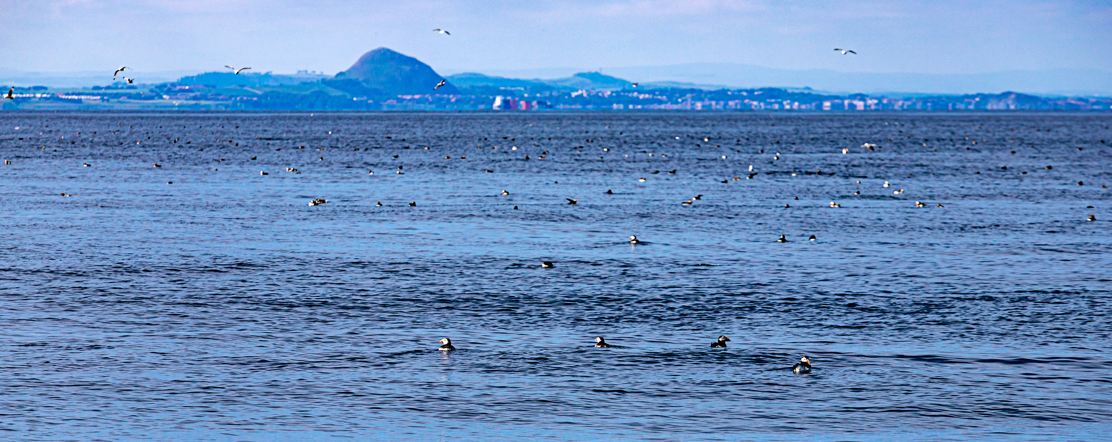 Isle of May - 04 June 2022