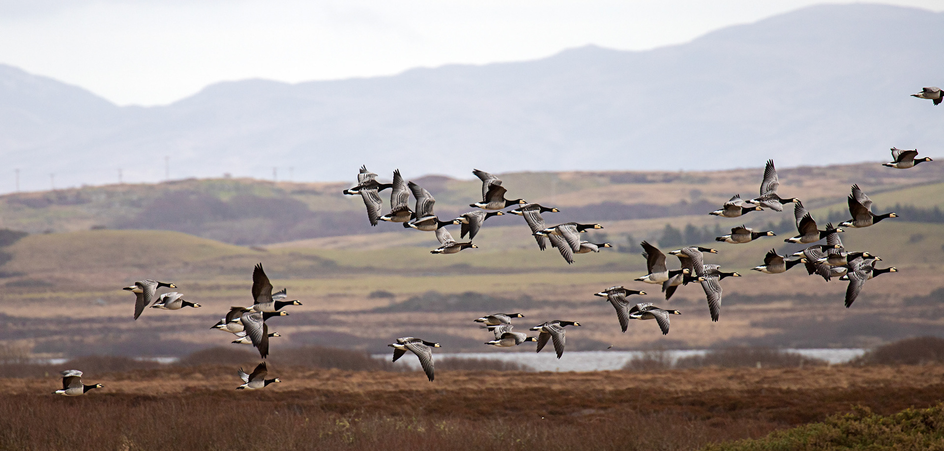 Barnacle Geese: The Island of Islay 04 March 2025