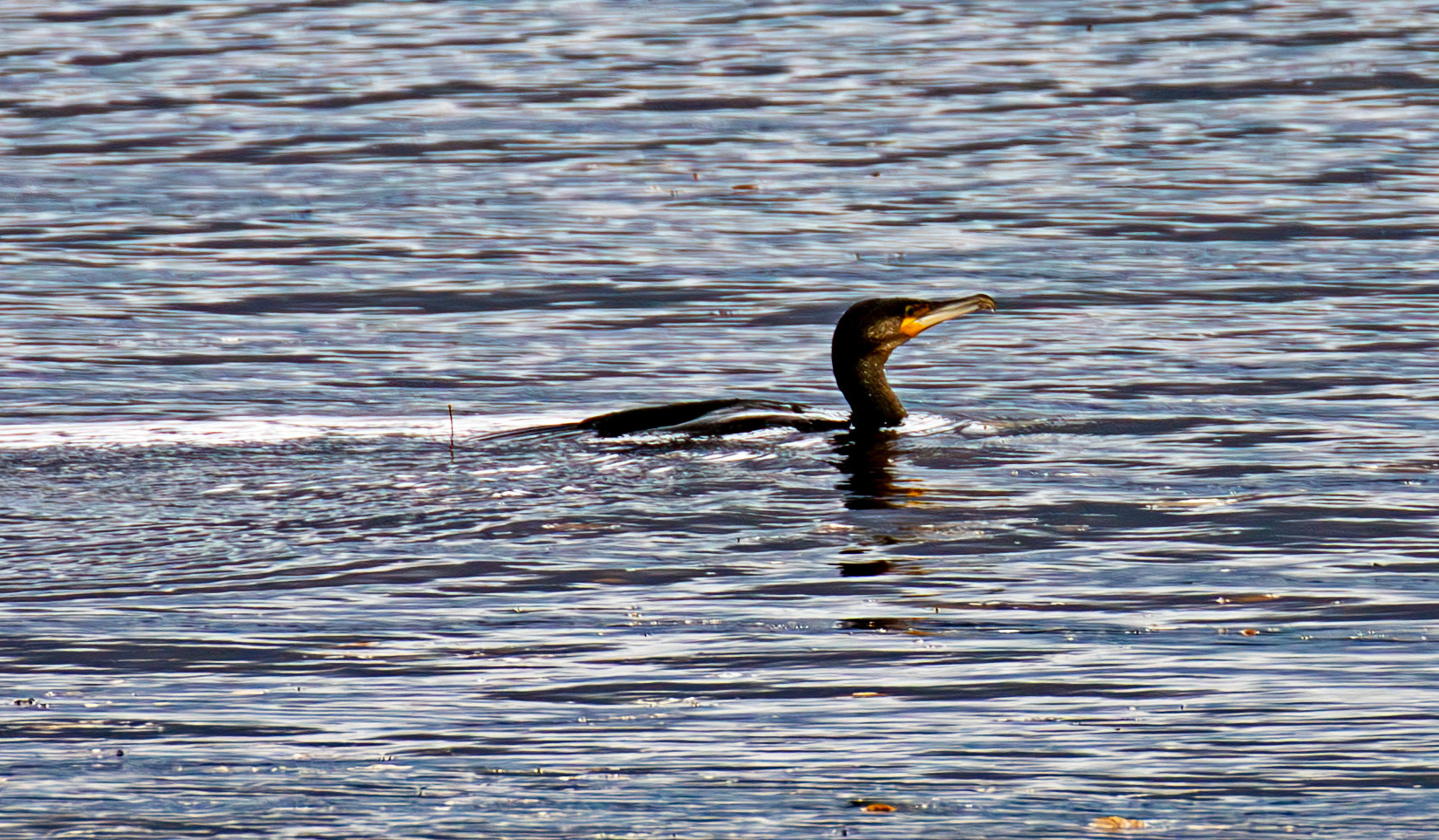 Atlantic Great Cormorant. Birthwatching at Cramond 18 October 2024