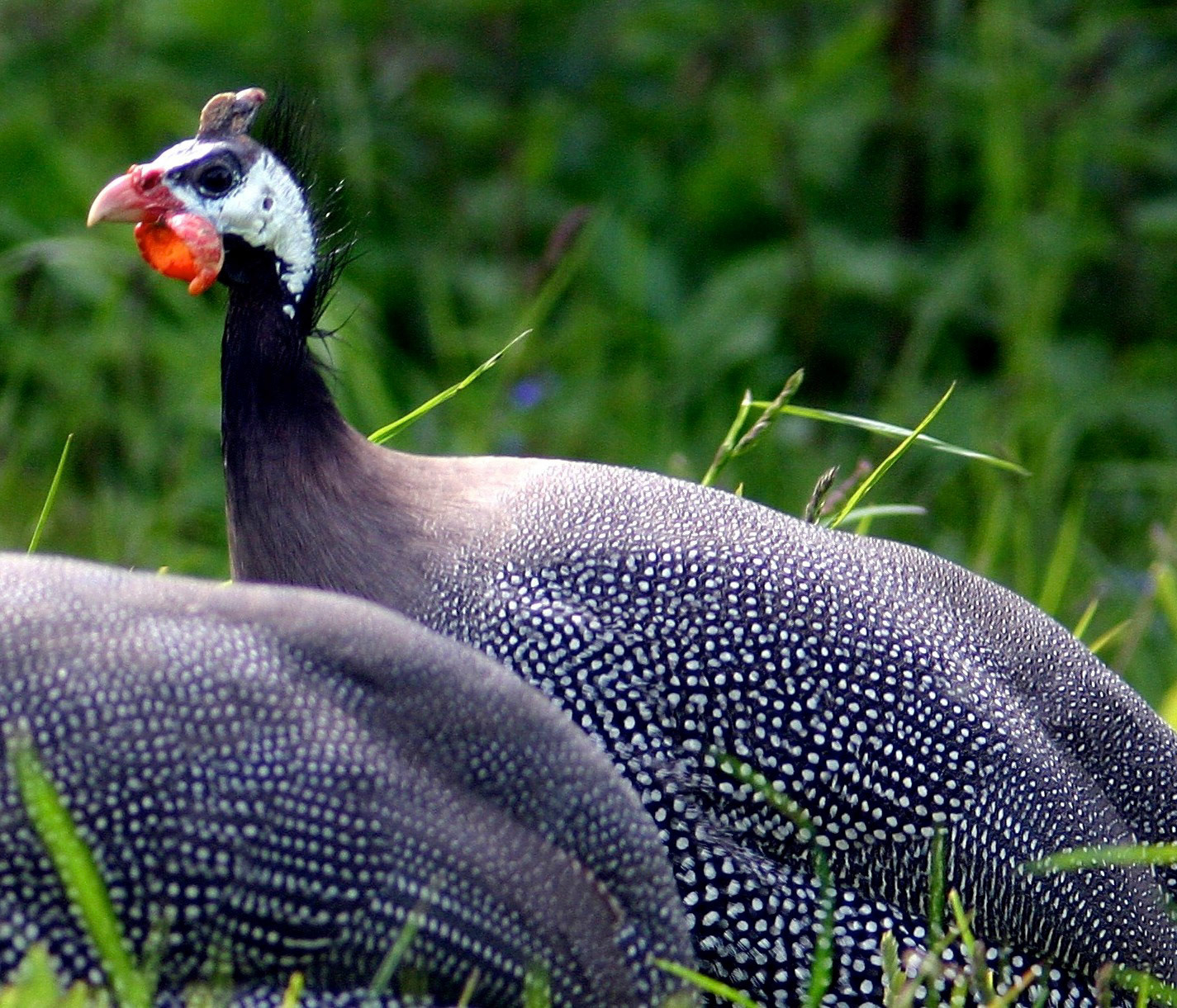 Restenneth PrioryPlease see my other Photographs at: http://www.jamespdeans.co.uk/