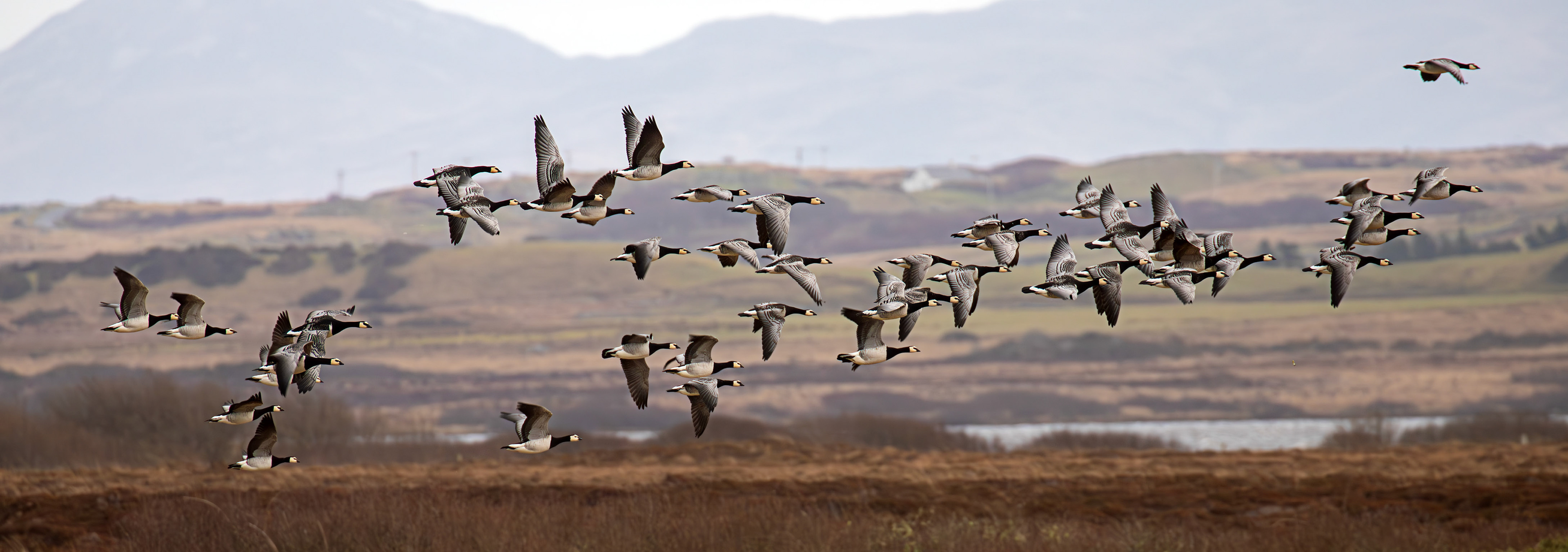 Barnacle Geese: The Island of Islay 04 March 2025