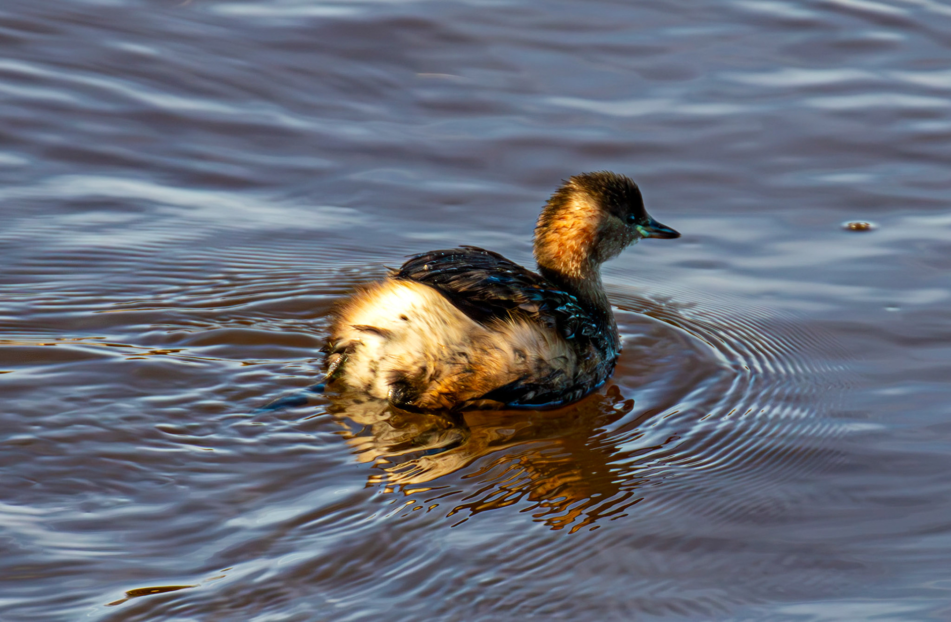 Little Grebe, River Esk Musselburgh 18 November 2024