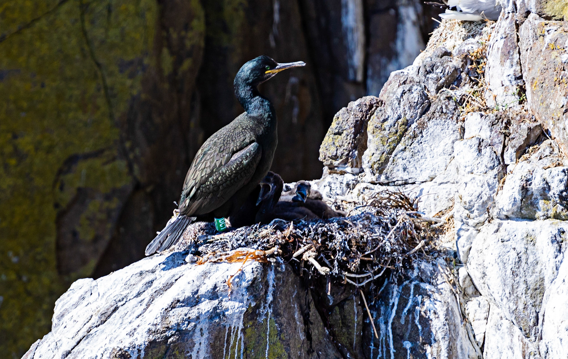 Isle of May - 04 June 2022