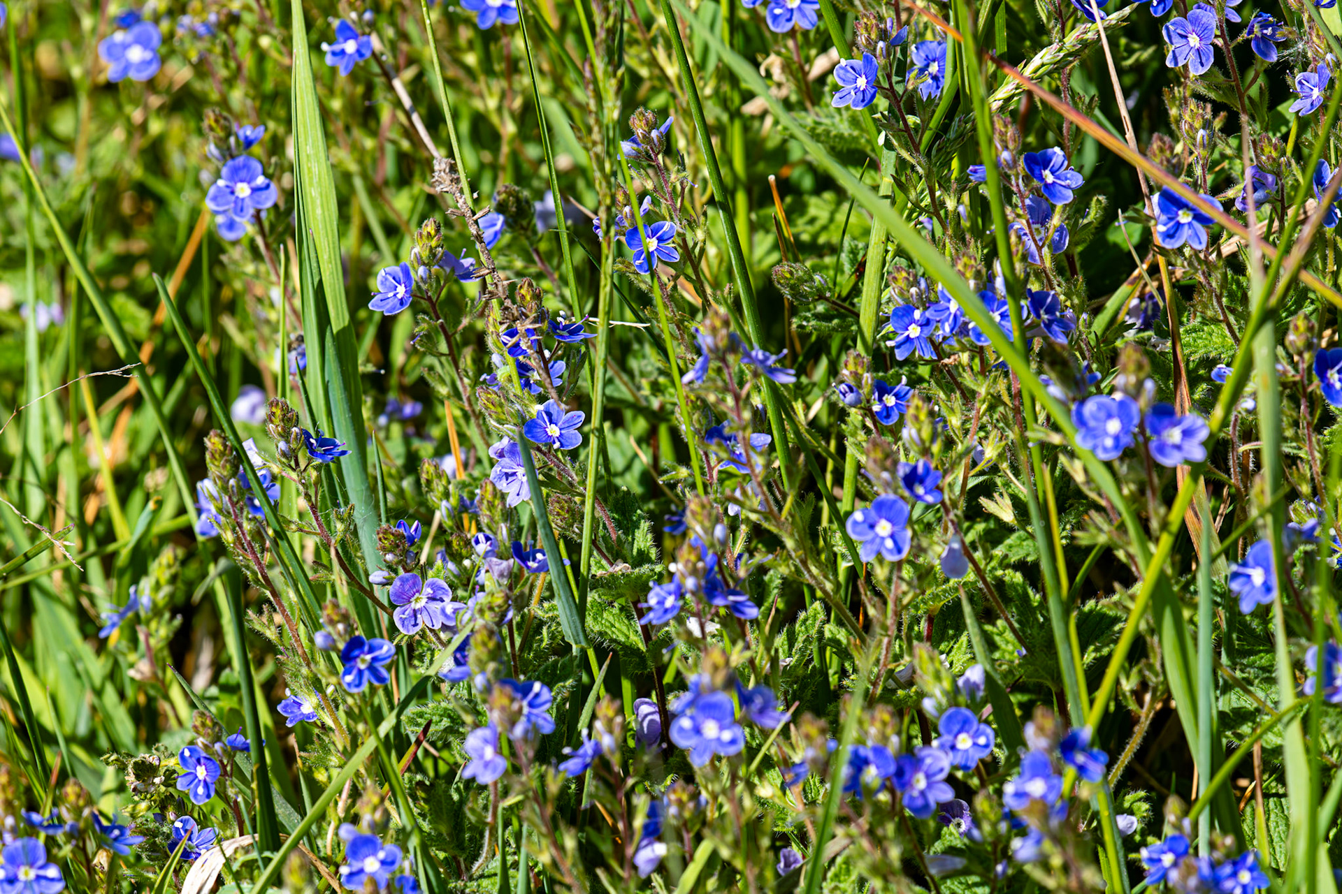 Wild Flowers at Tailend Moss 21 May 2025