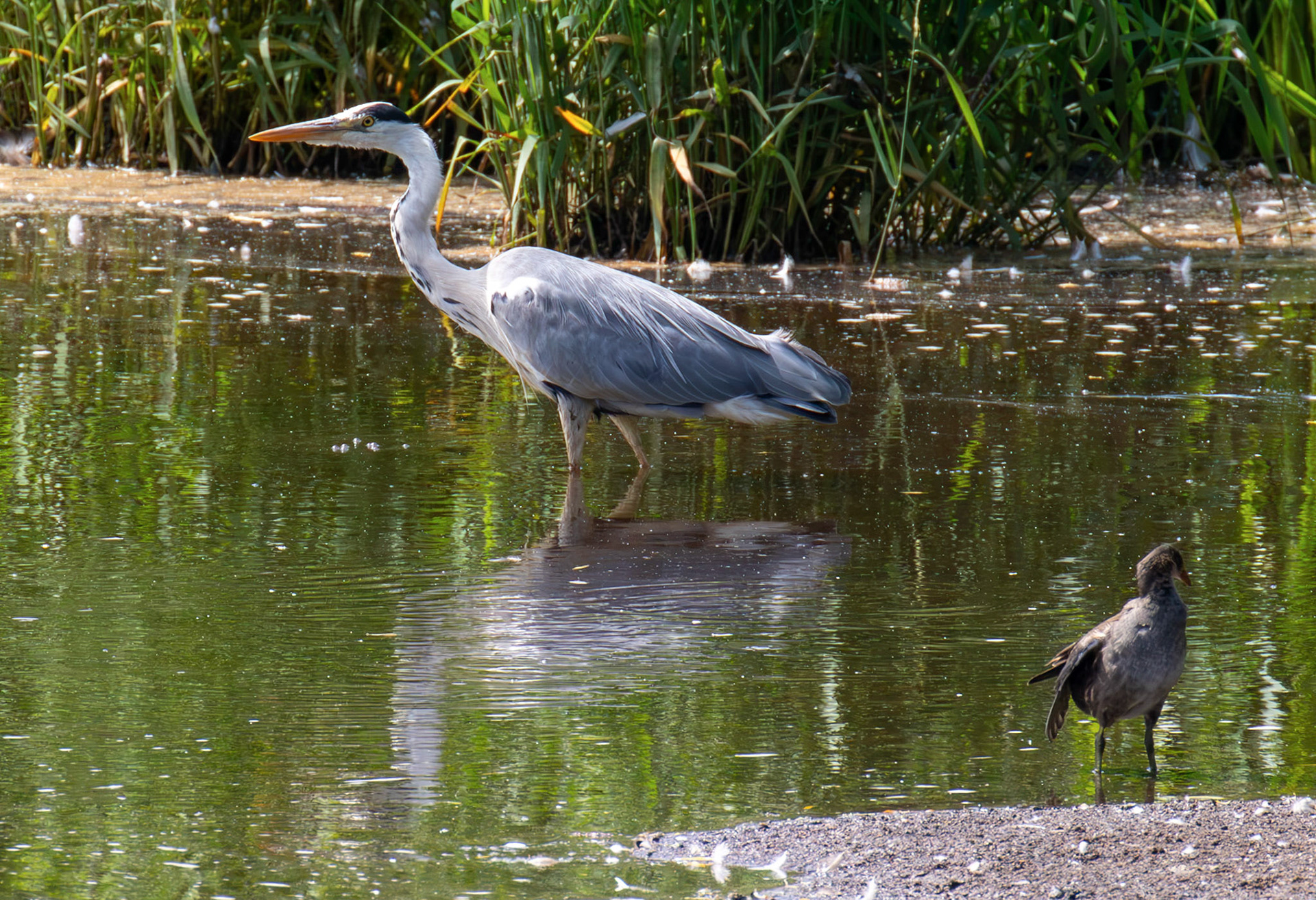 Grey Heron at Pools of Almond, Livingston 23 June 2026