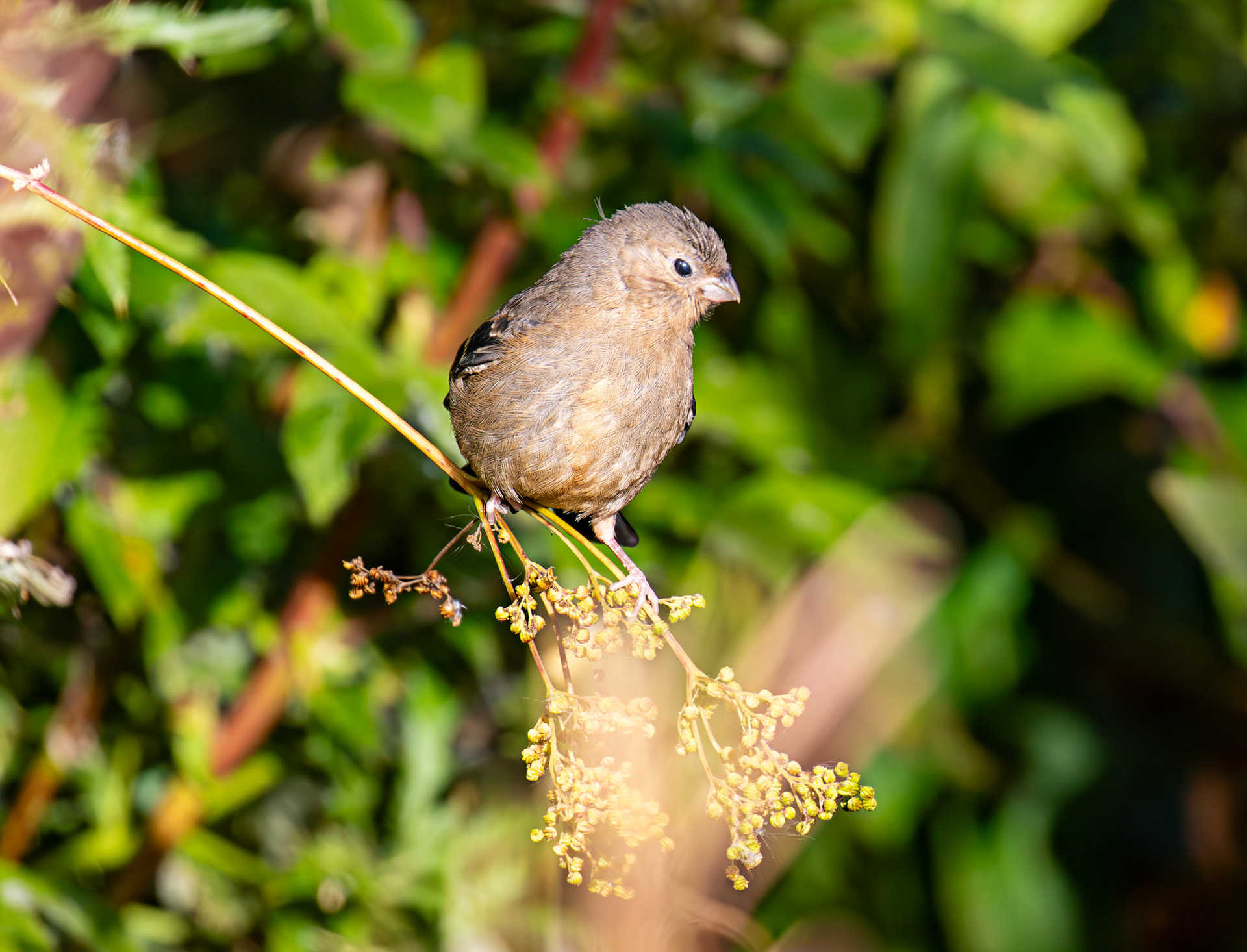 Juvenile Bullfinch - The Knock 12 Sept 2024