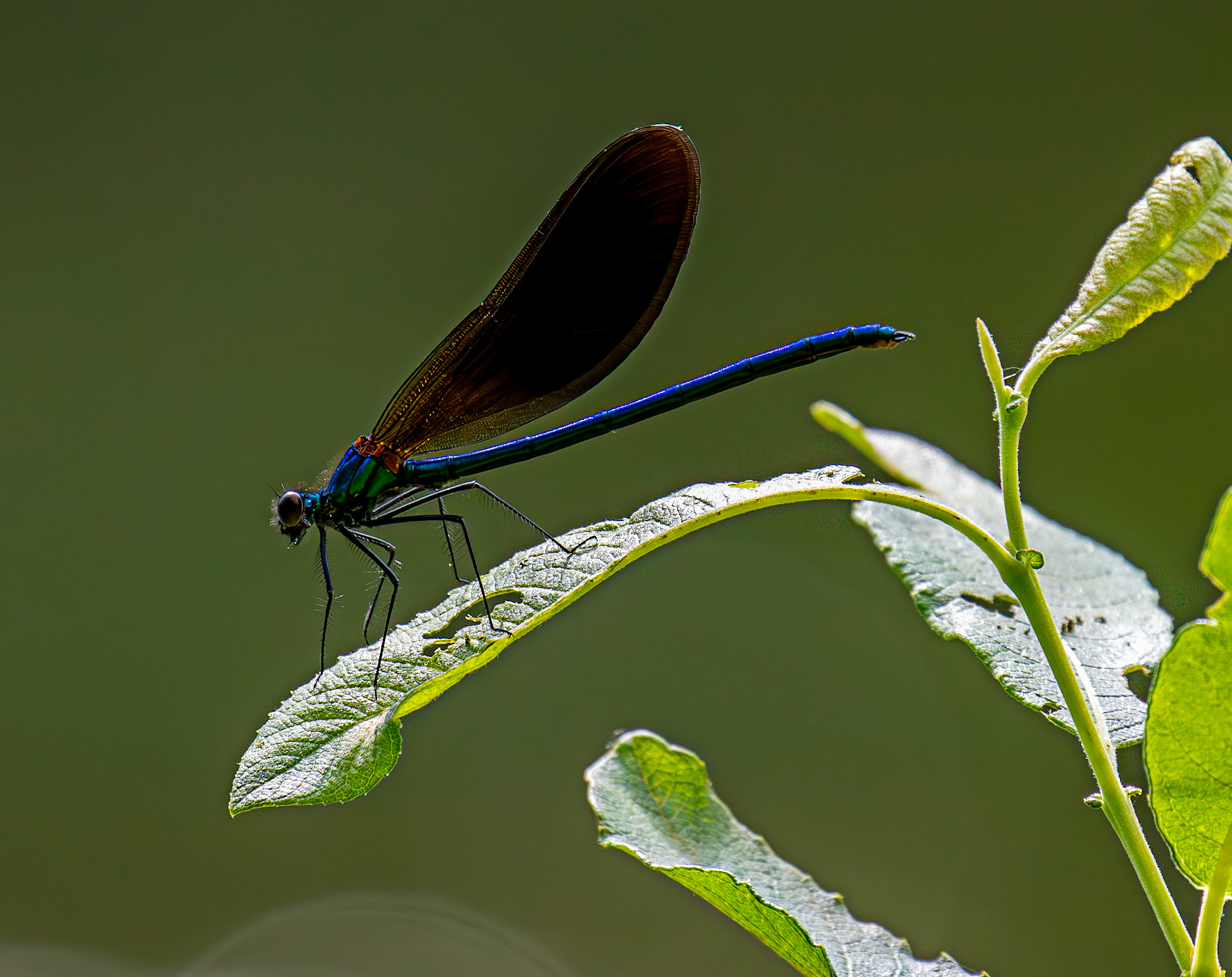 Banded Demoiselle (Calopteryx splendens) Banbridge 25 July 2025