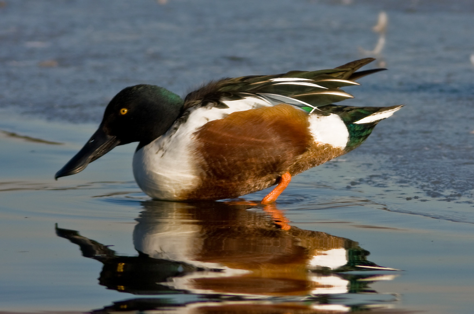 Hogganfield LochPlease see my other Photographs at: http://www.jamespdeans.co.uk/