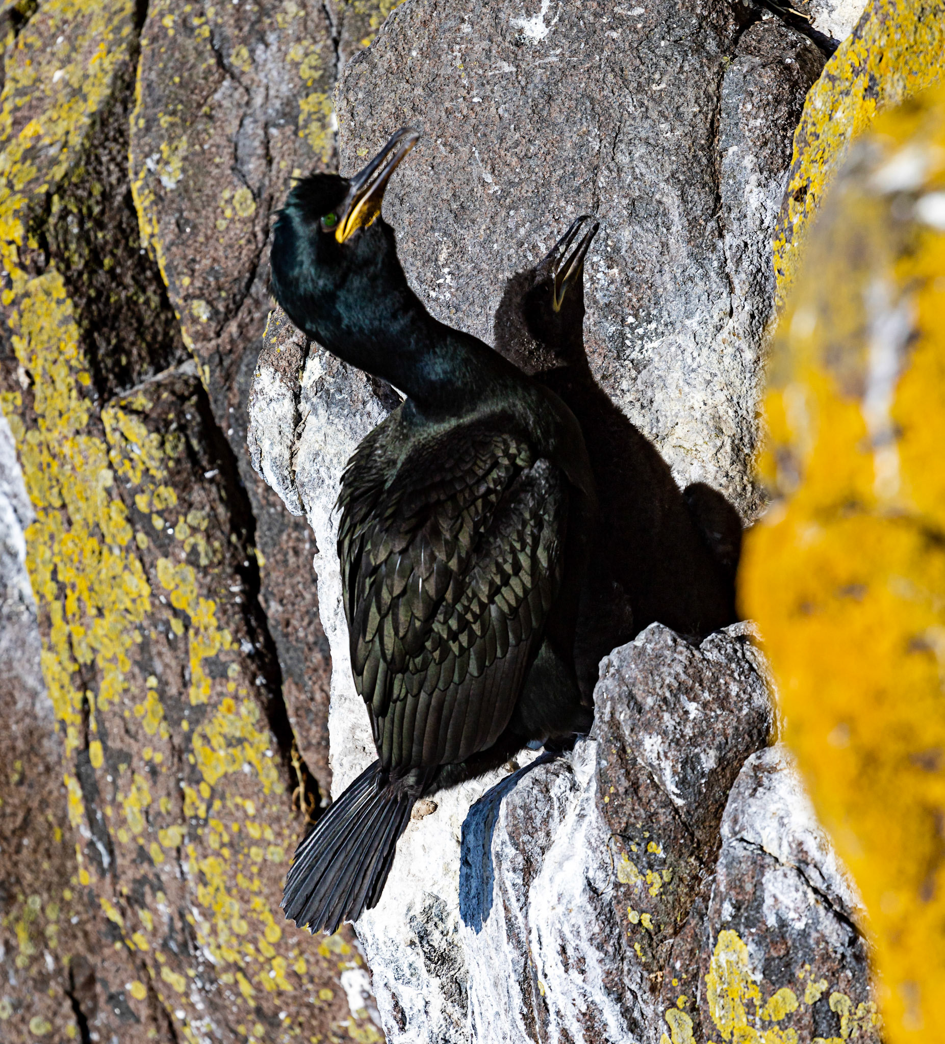 Isle of May - 04 June 2022