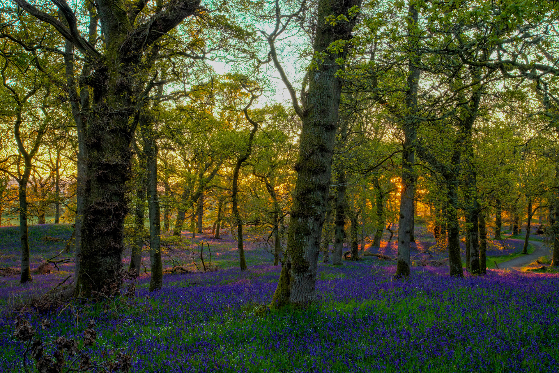 Kinclaven Bluebell Woods 16 May 2026