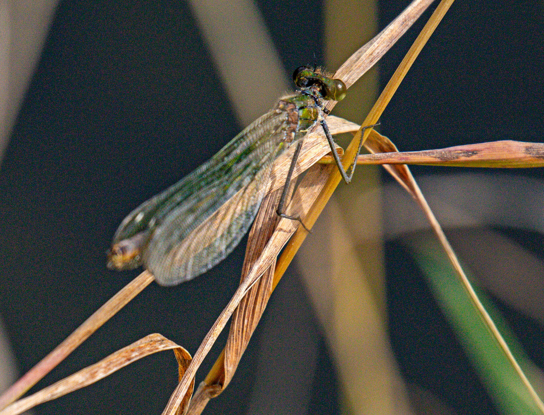 Banded Demoiselle (Calopteryx splendens) Walk Thames Path MArlow to Bourne End 06 August 2025