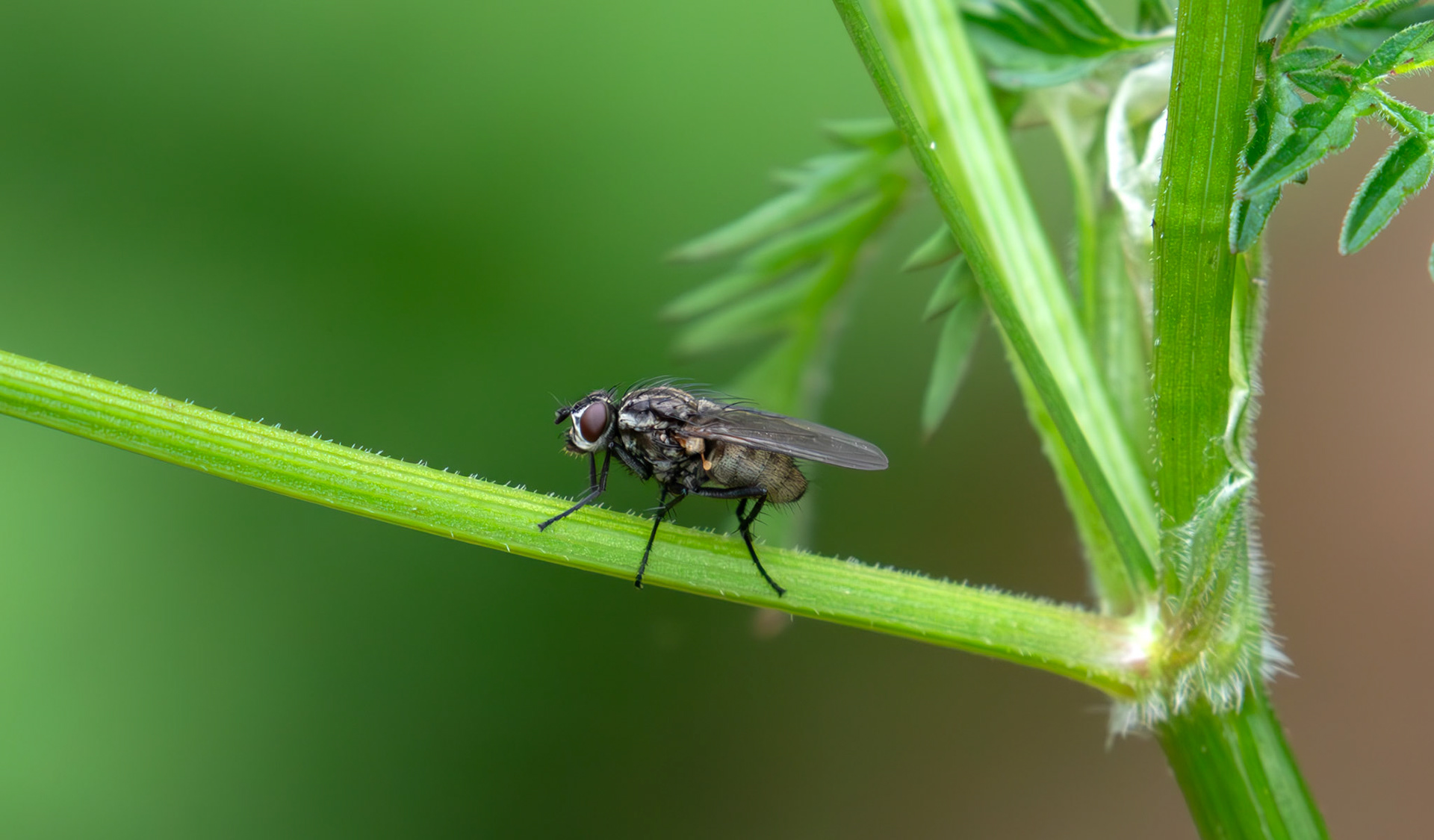 cabbage root fly (Delia radicum) - Gogar Bridge - Leyburn Road 31 May 2025