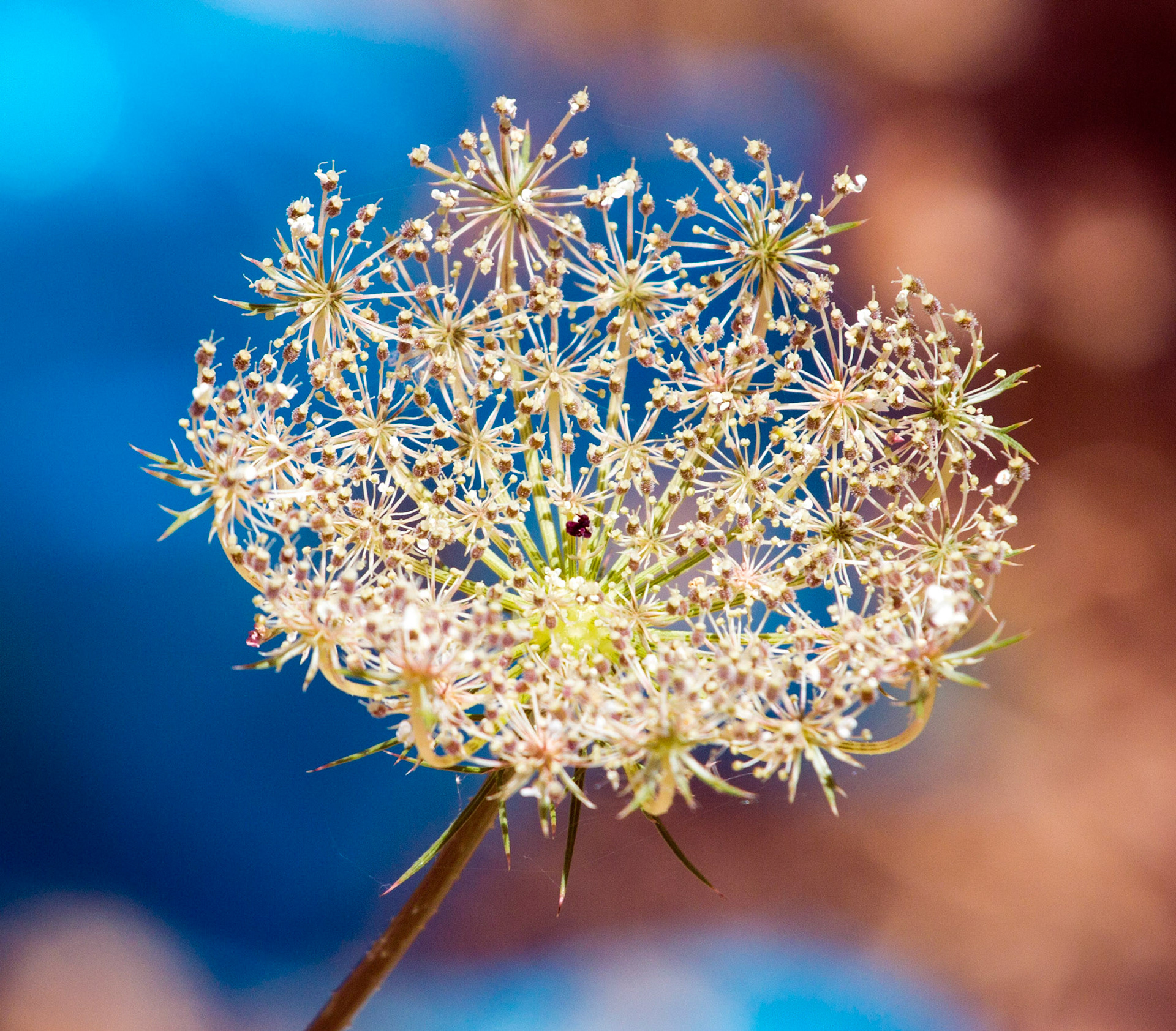 Wild Flowers in Tavira.Please see my other Photographs at: www.jamespdeans.co.uk
