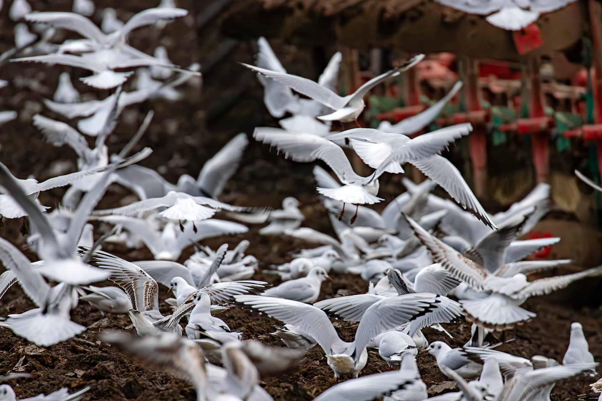 271 Black-Headed Gulls. Ploughing at Niddry Castle 04 December 2024