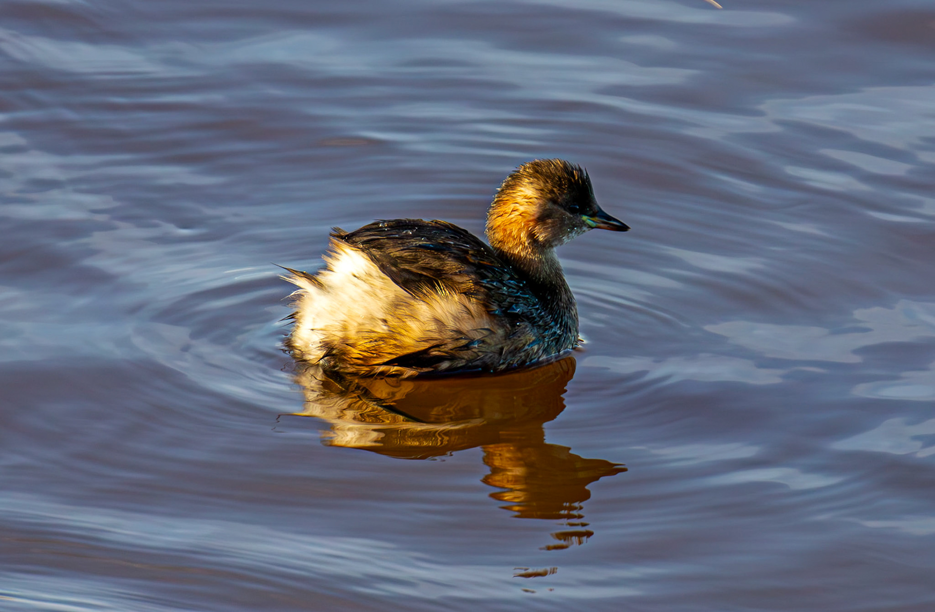 Little Grebe, River Esk Musselburgh 18 November 2024