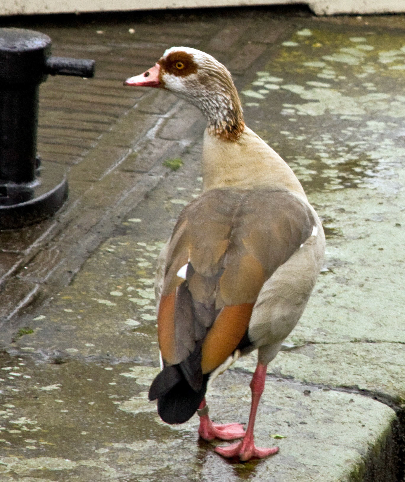 AmsterdamPlease see my other Photographs at: http://www.jamespdeans.co.uk/