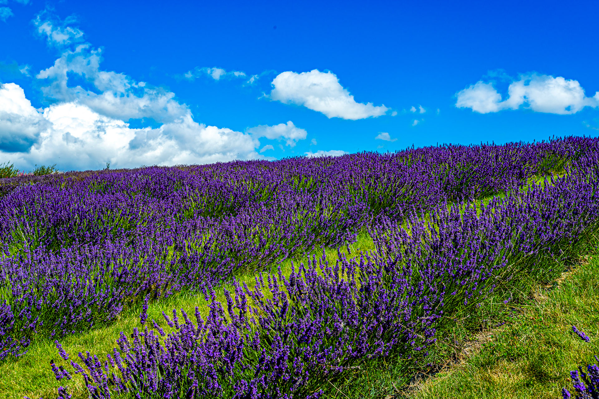 I spent an amazing few hours at Scottish Lavender Oils. They are so dedicated to nature and not to profit!