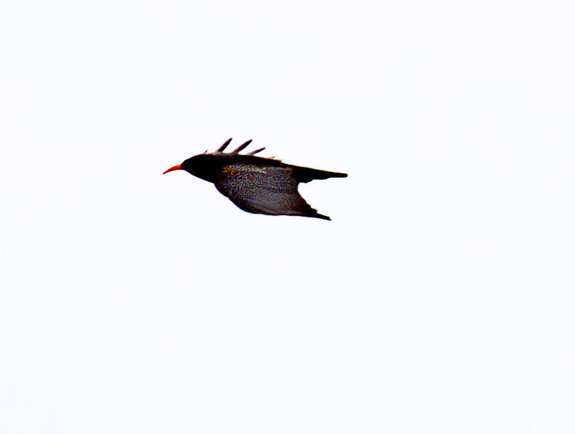 Chough: The Island of Islay 04 March 2025