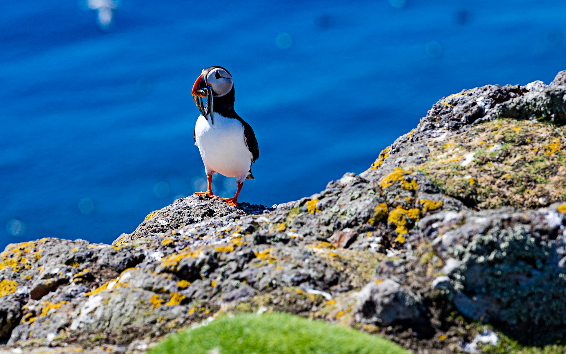 Puffin - Isle of May - 04 June 2022