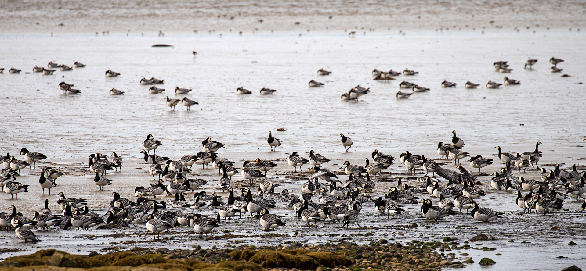 Barnacle Geese: The Island of Islay 04 March 2025