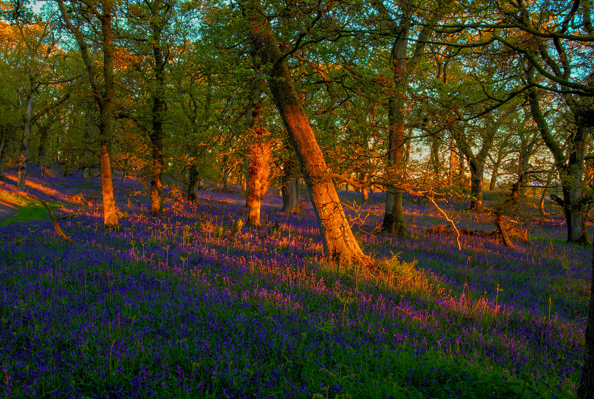 Kinclaven Bluebell Woods 16 May 2026