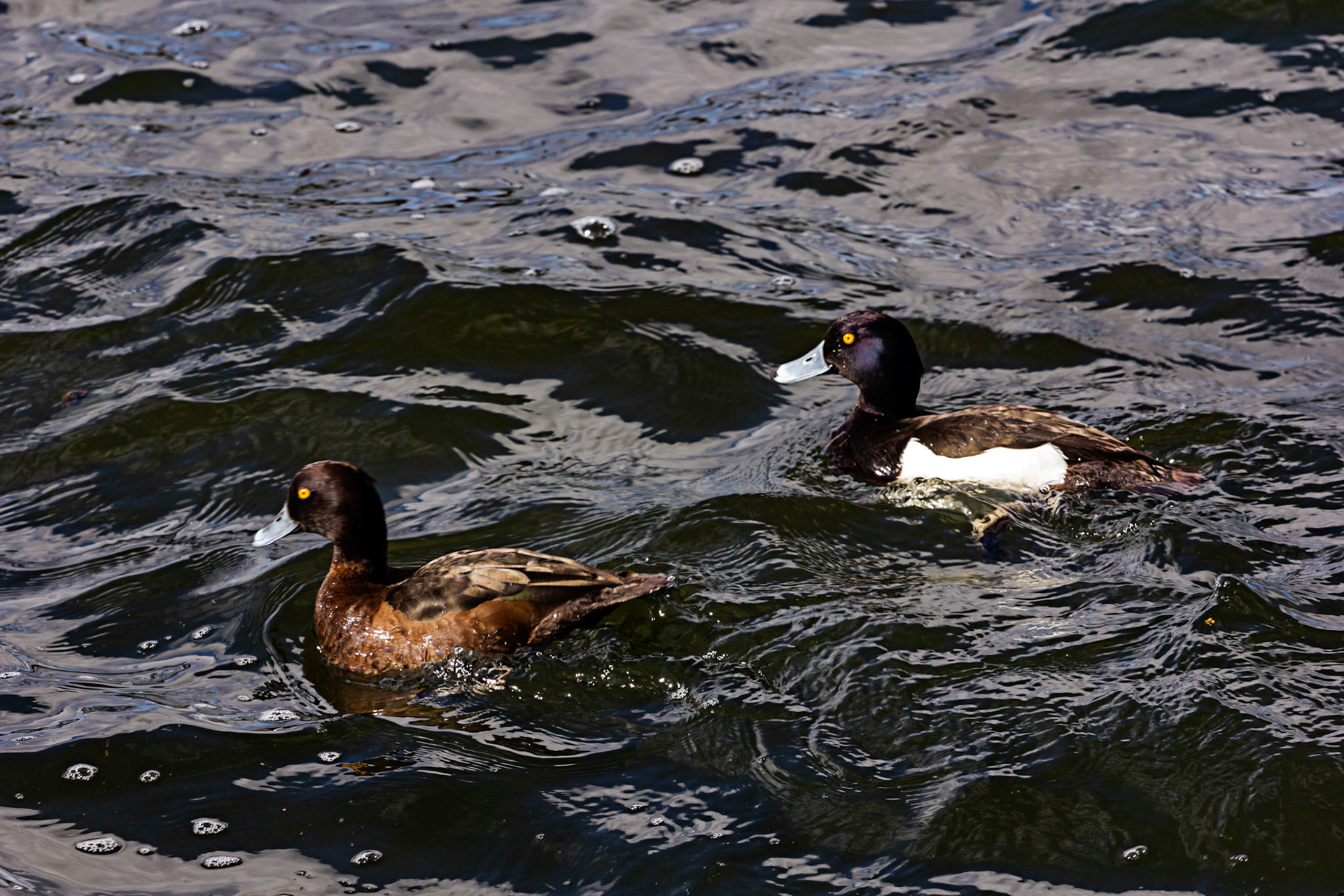 Tufted Ducks at Linlithgow Loch 05 April 2021 Please see my other photos at JamesPDeans.co.uk