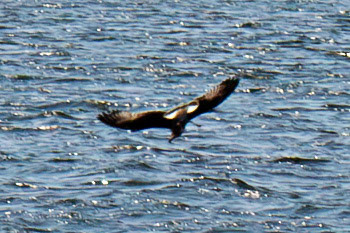 Cory's Shearwater - Porto 18 August 2026