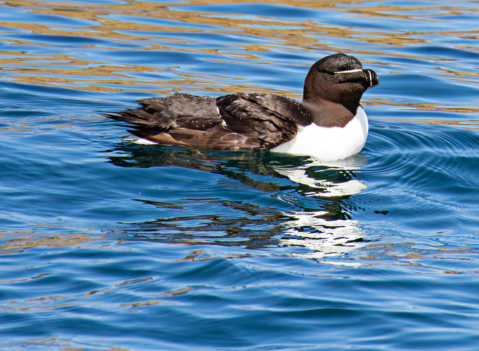 Razorbill - Farne Islands 03 July 2026