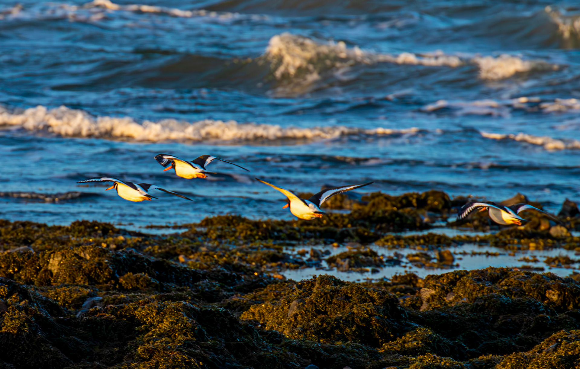 Oystercatcher at Bents, East Lothian - 05 February 2025