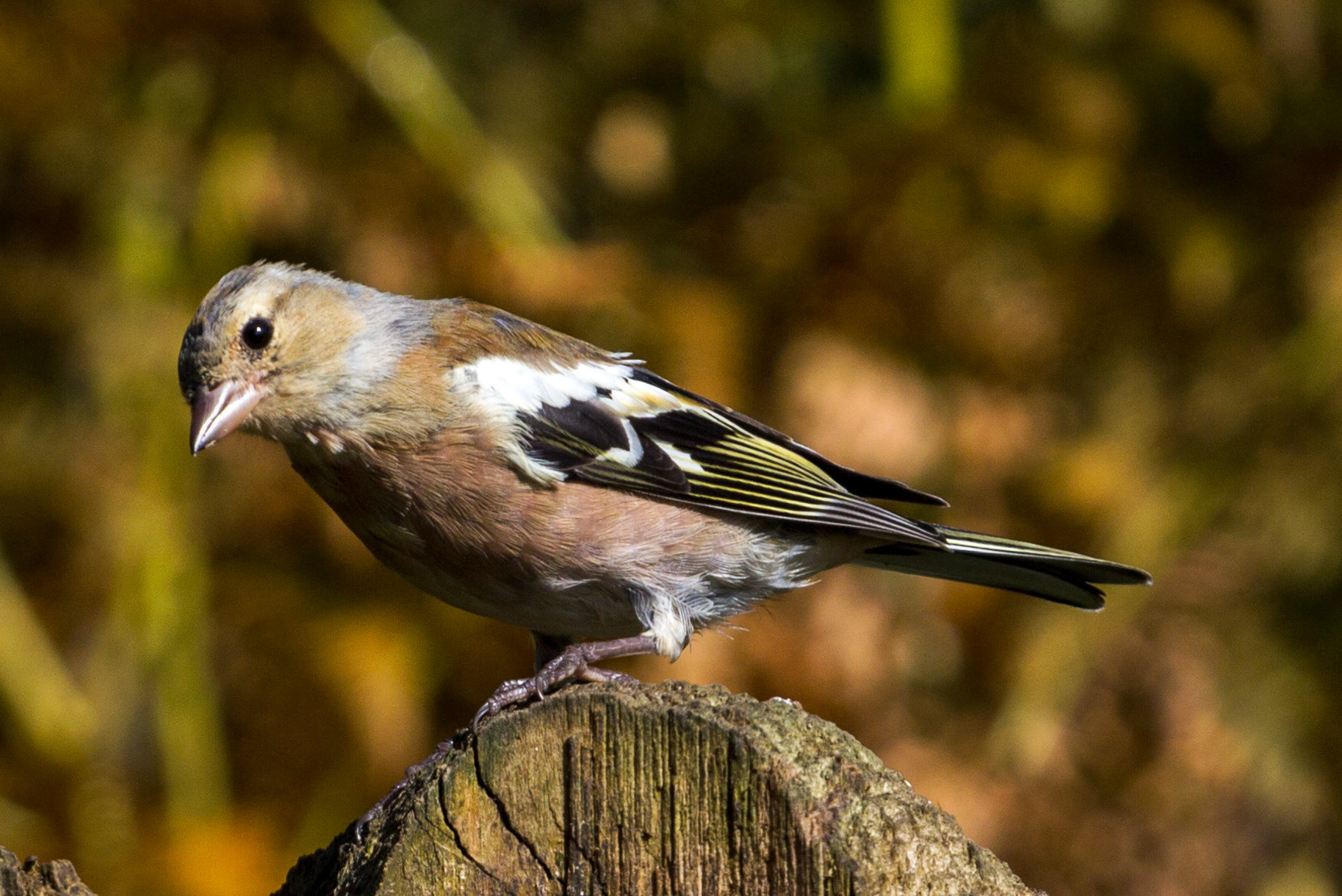 Morton Lochs - Tentsmuir Forest, Fife Please see my other Photographs at: www.jamespdeans.co.uk