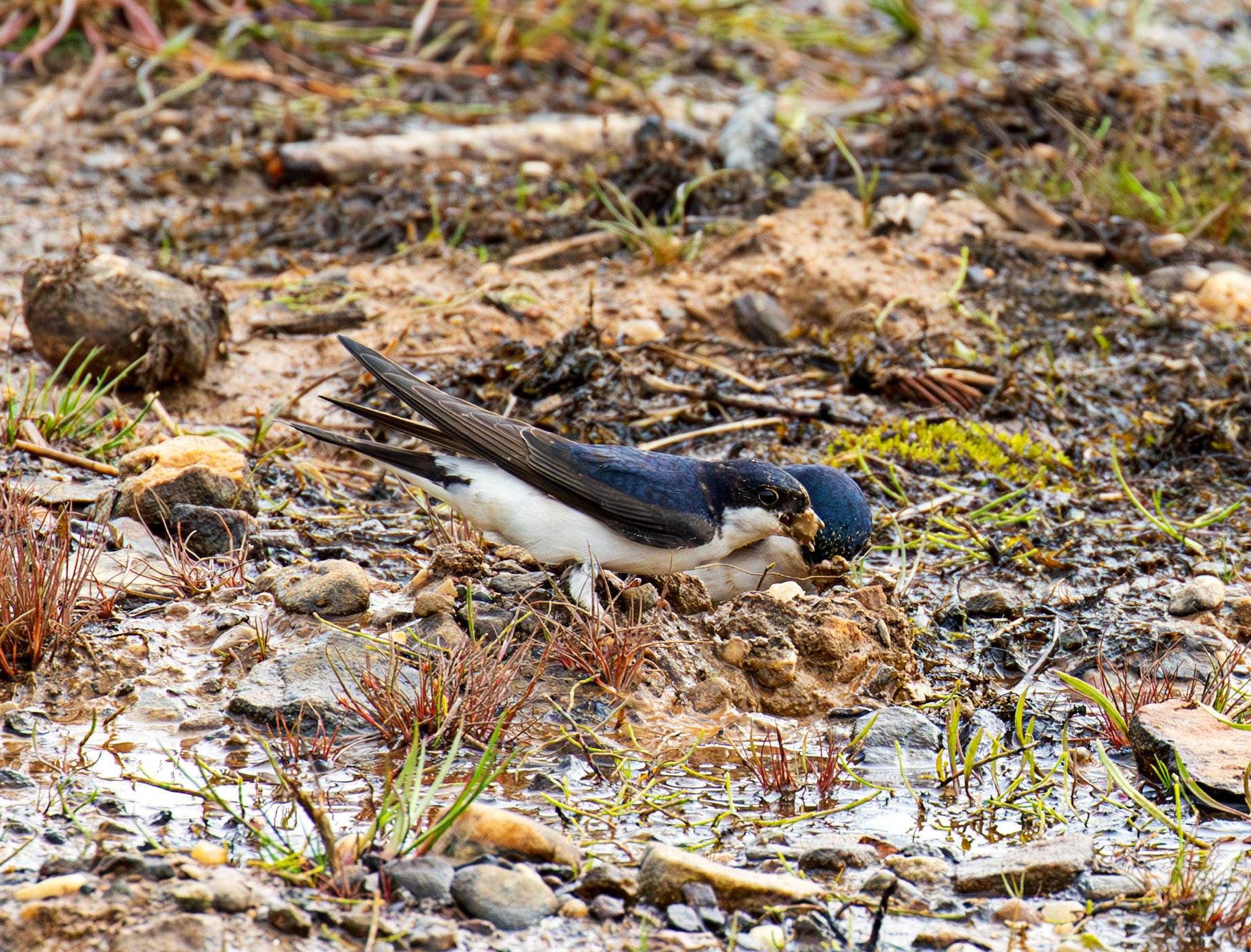 Harperrig 31 May 2025