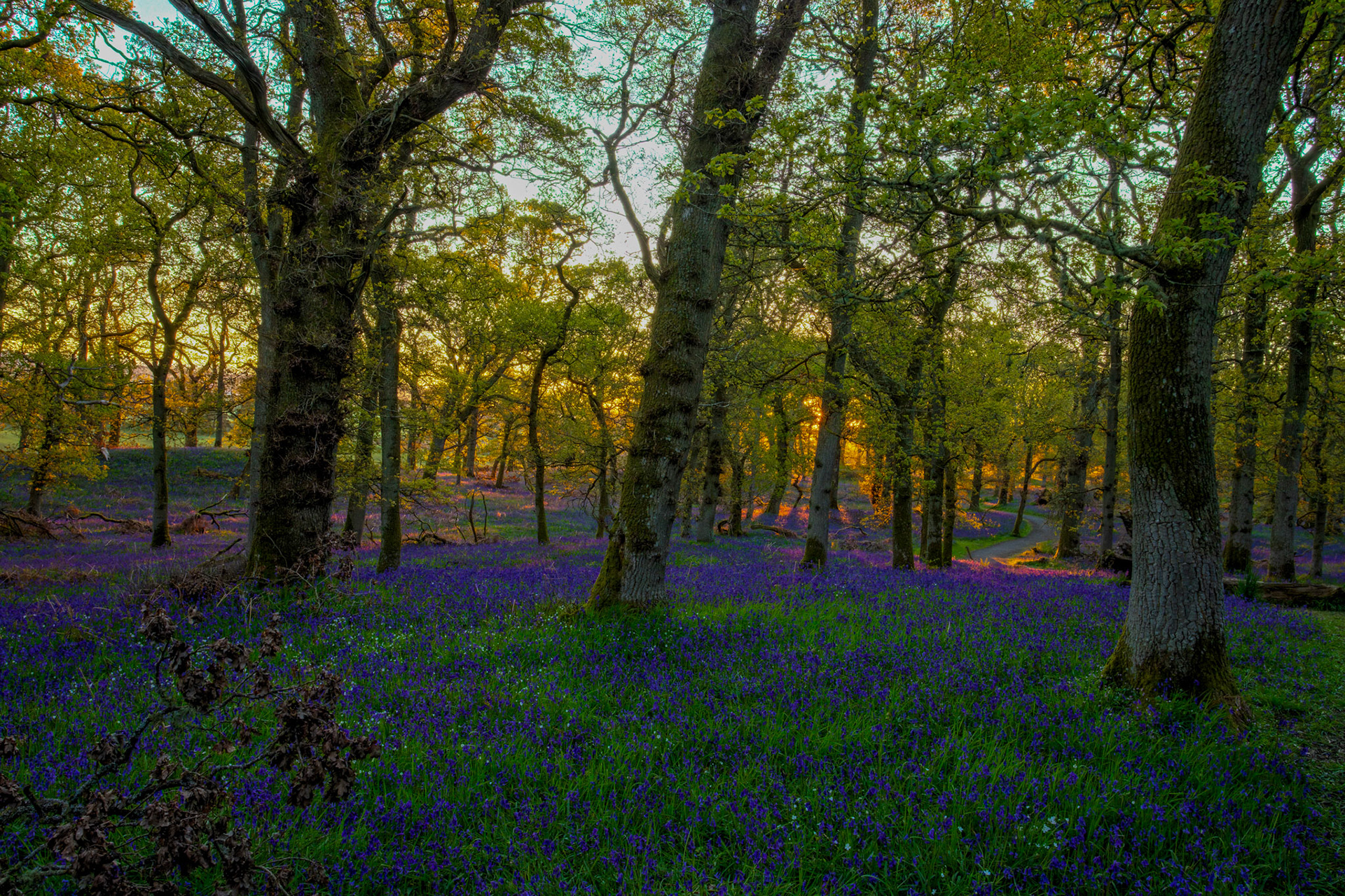 Kinclaven Bluebell Woods 16 May 2026