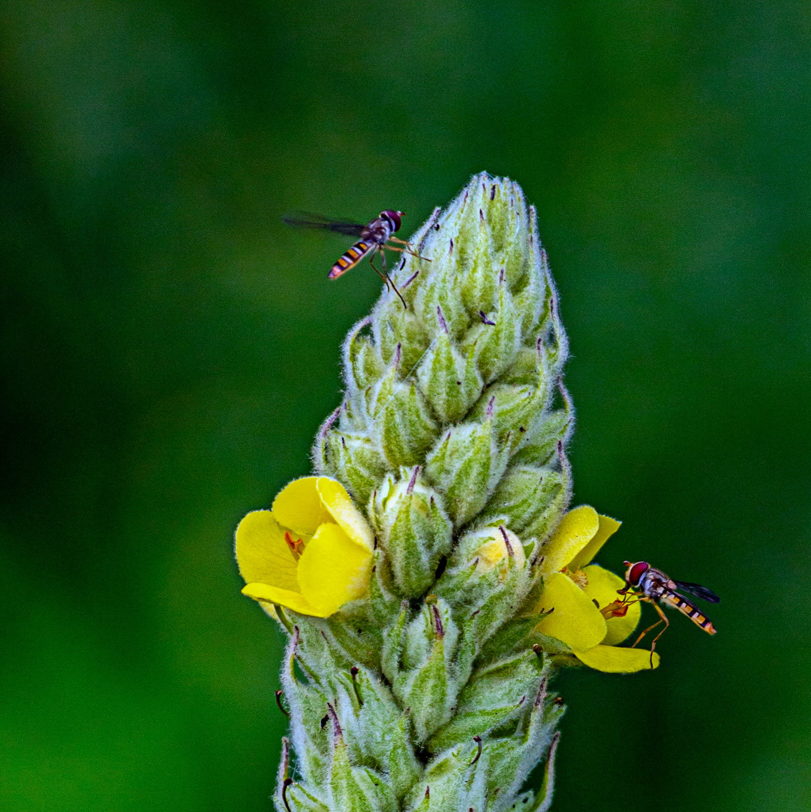 Insects in Kelso 18 July 2023