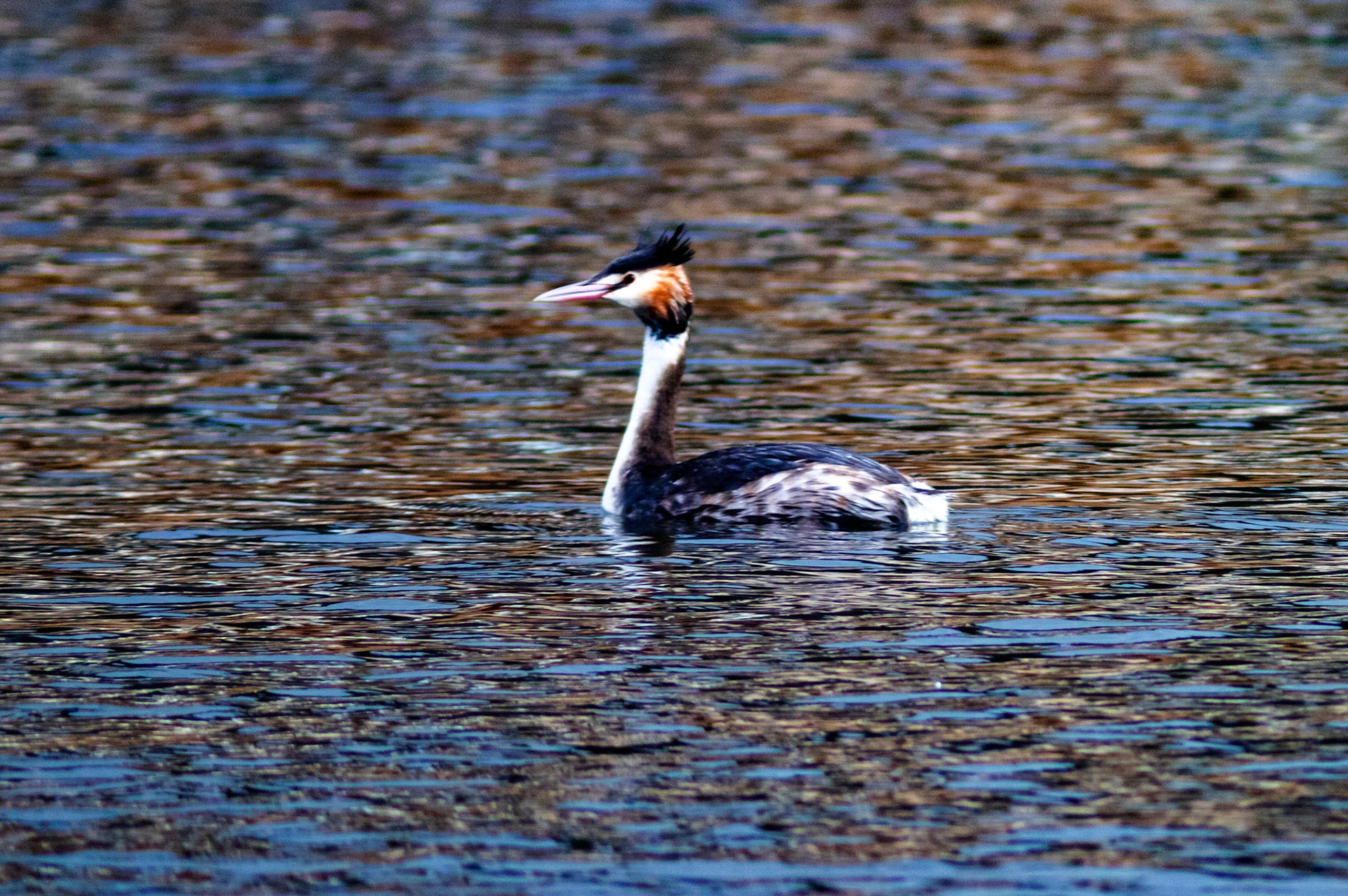 Displaying Great Crested Grebes at Linlithgow Loch - 09 March 2021Please see my other photos at JamesPDeans.co.uk