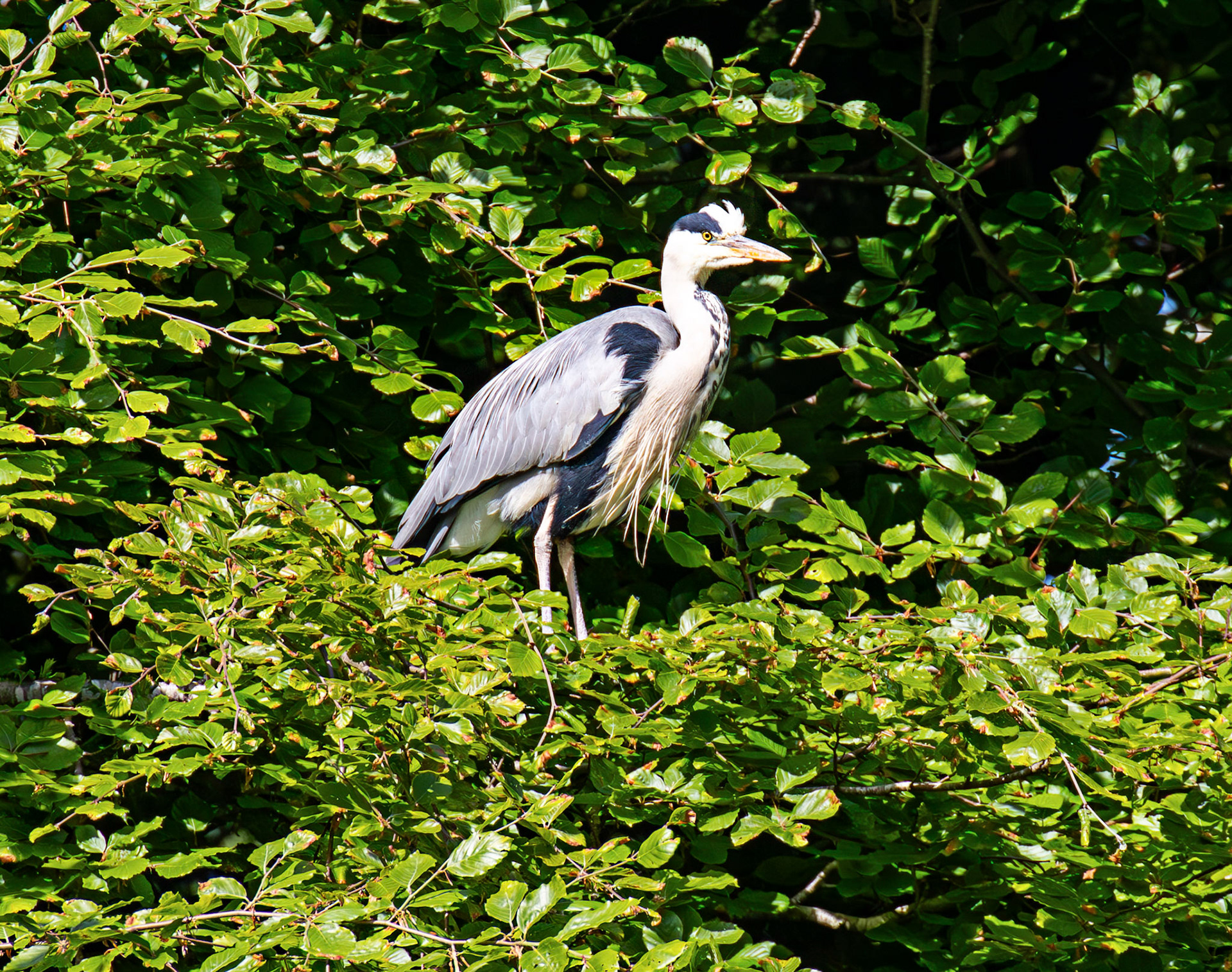Grey Heron at Pollok Estate Glasgow 25 May 2026