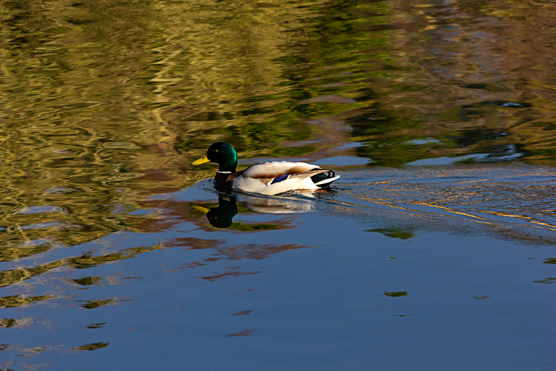 Mallard at Linlithgow Loch - 09 March 2021Please see my other photos at JamesPDeans.co.uk